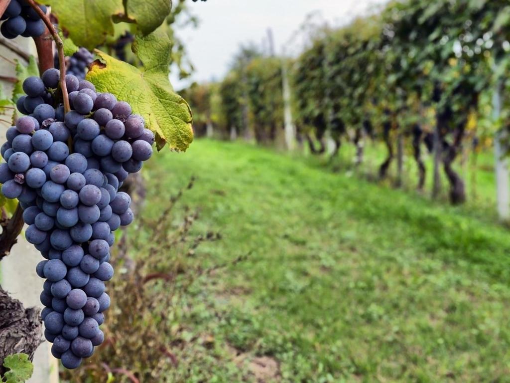 Mendoza es Montaña, Paz y Malbec