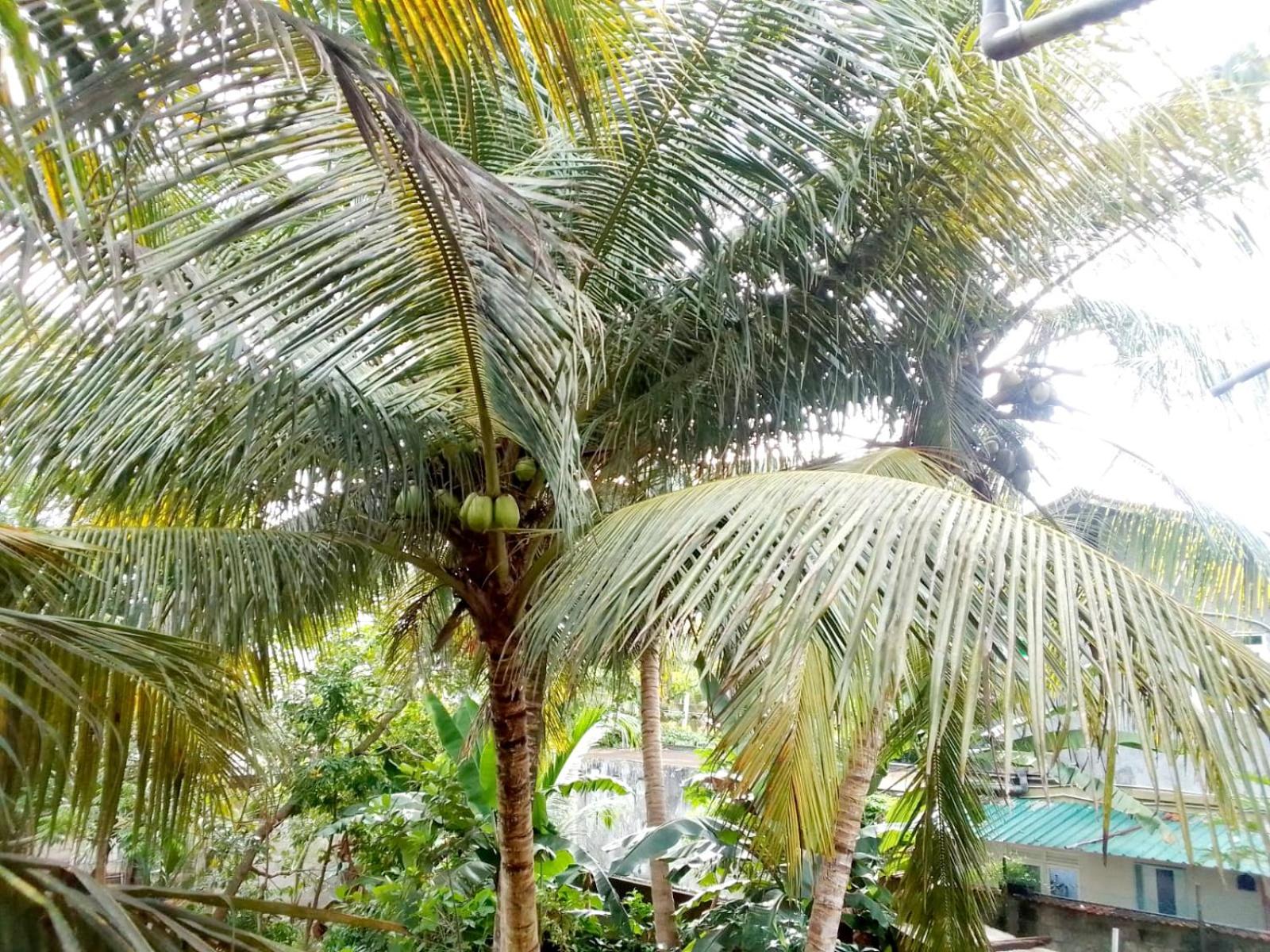 Nisadi Villa