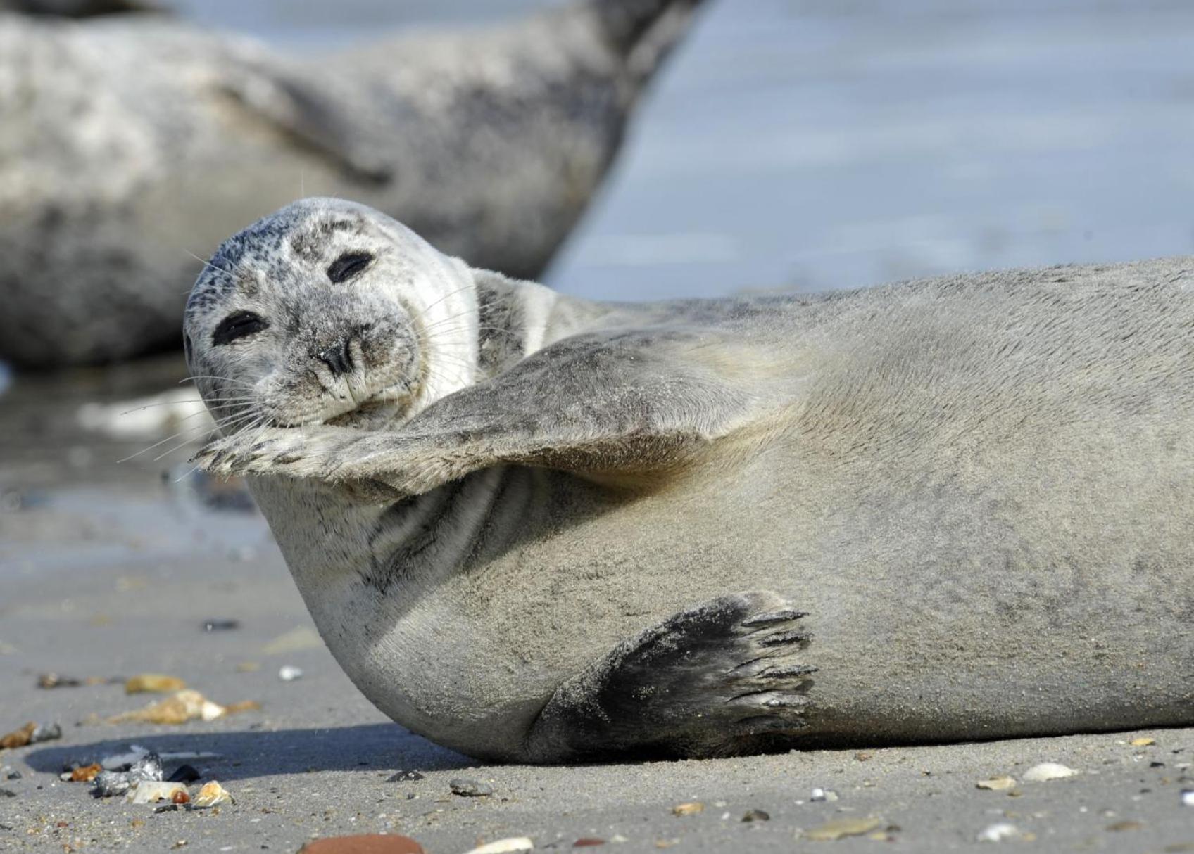 Am Sahlenburger Strand AS24