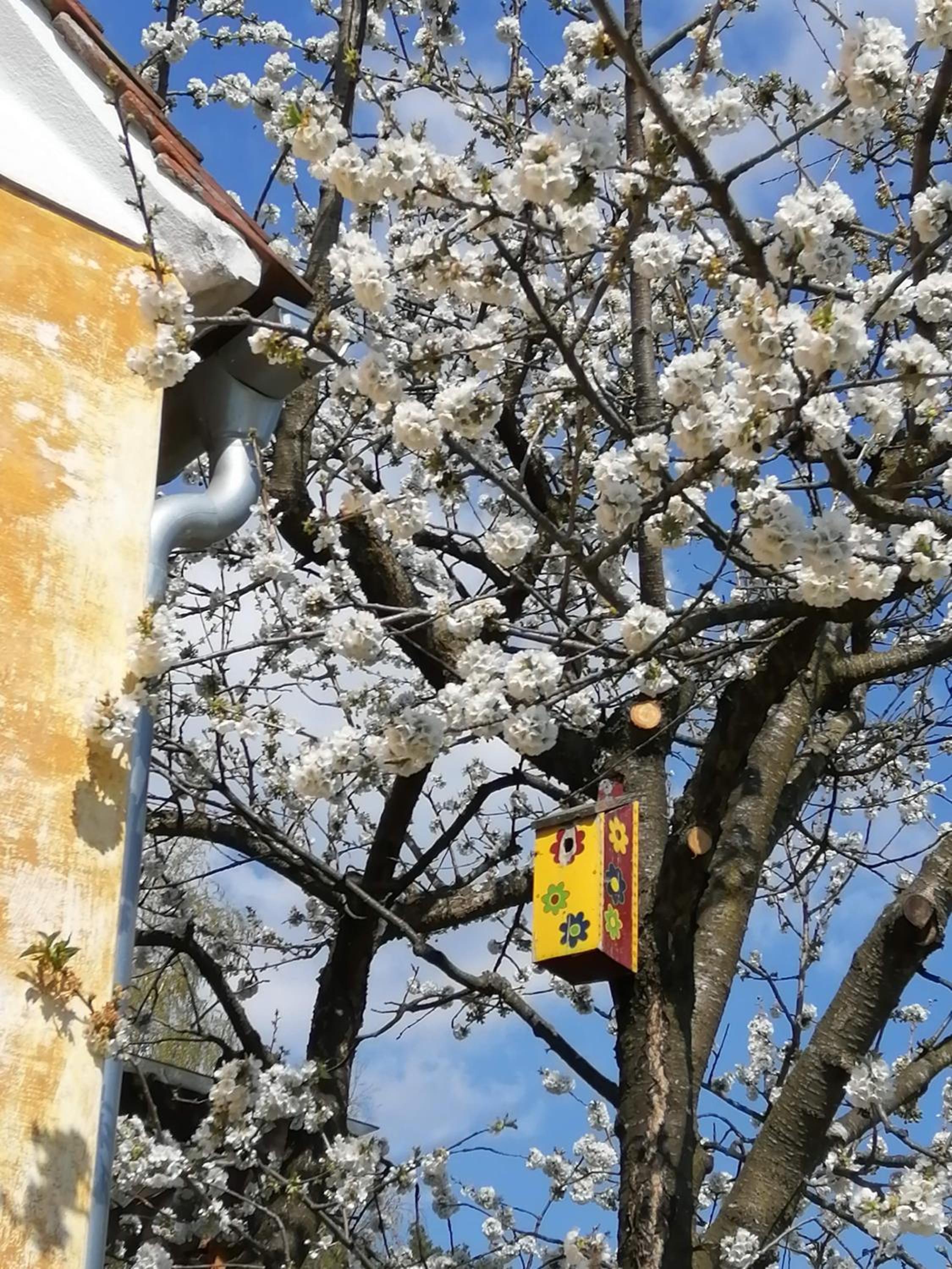 Bauernhaus Posch, Ferienappartements