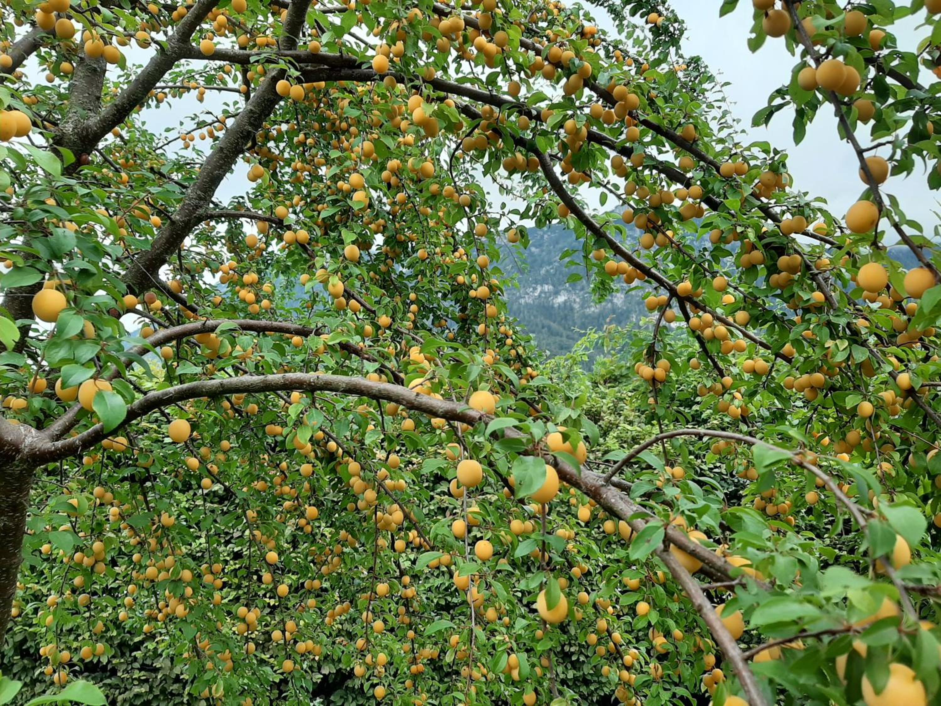 Ferienwohnungen im Griachalgarten - Chiemgau Karte