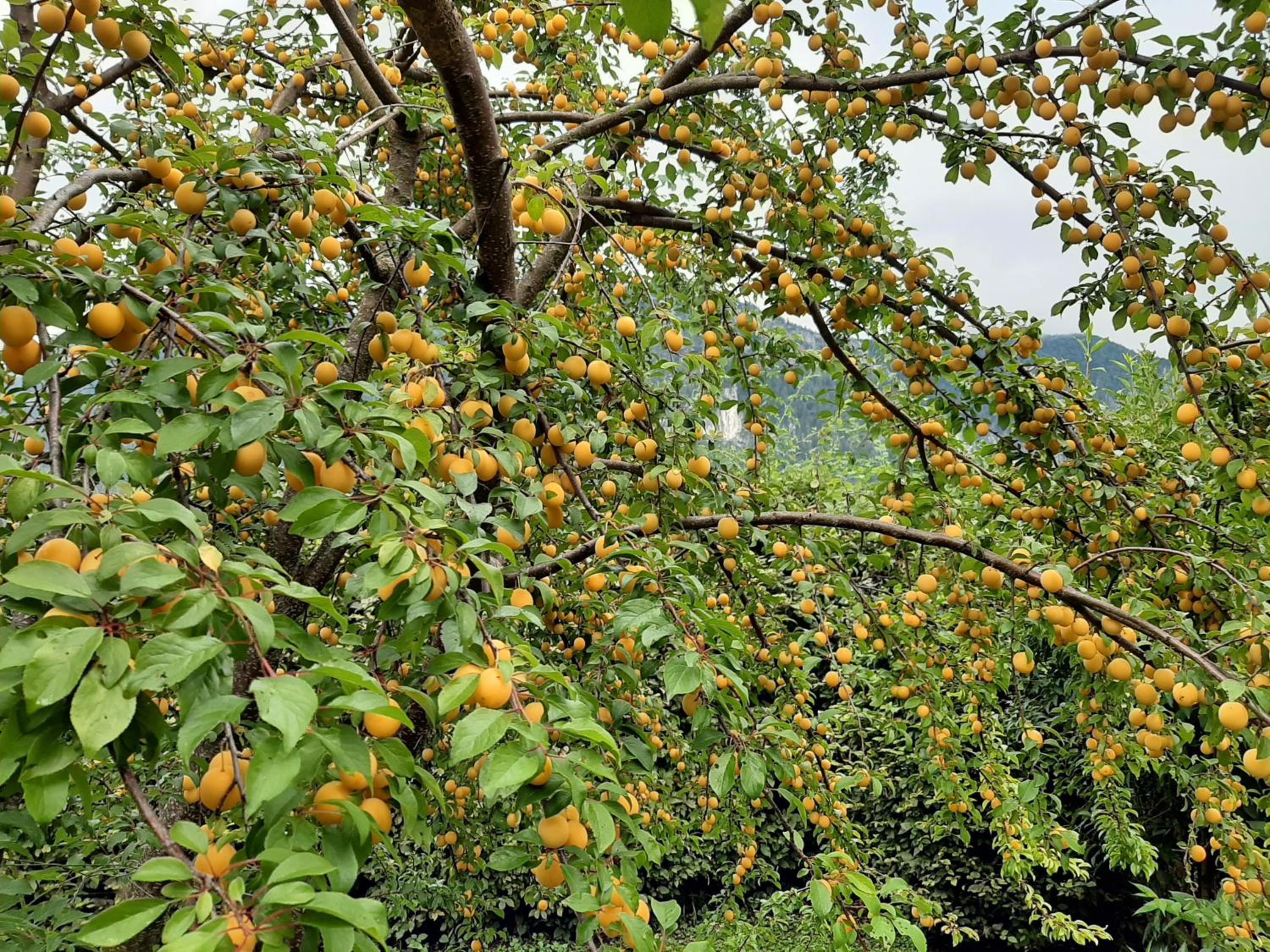 Ferienwohnungen im Griachalgarten - Chiemgau Karte