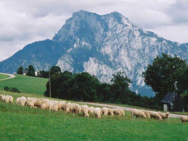 Minabauer