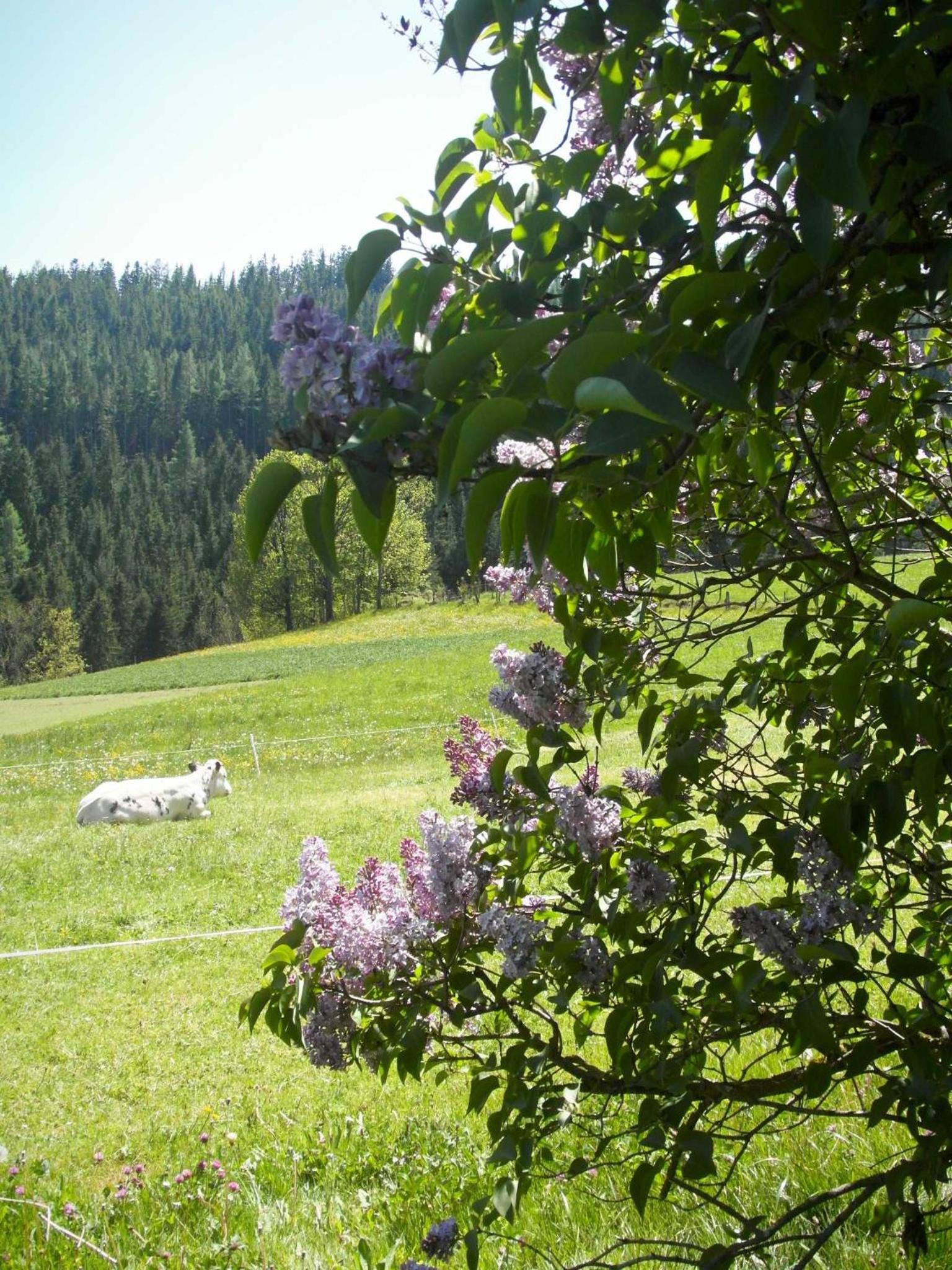 Pircherhof - Urlaub und Erholung im Troadkost'n