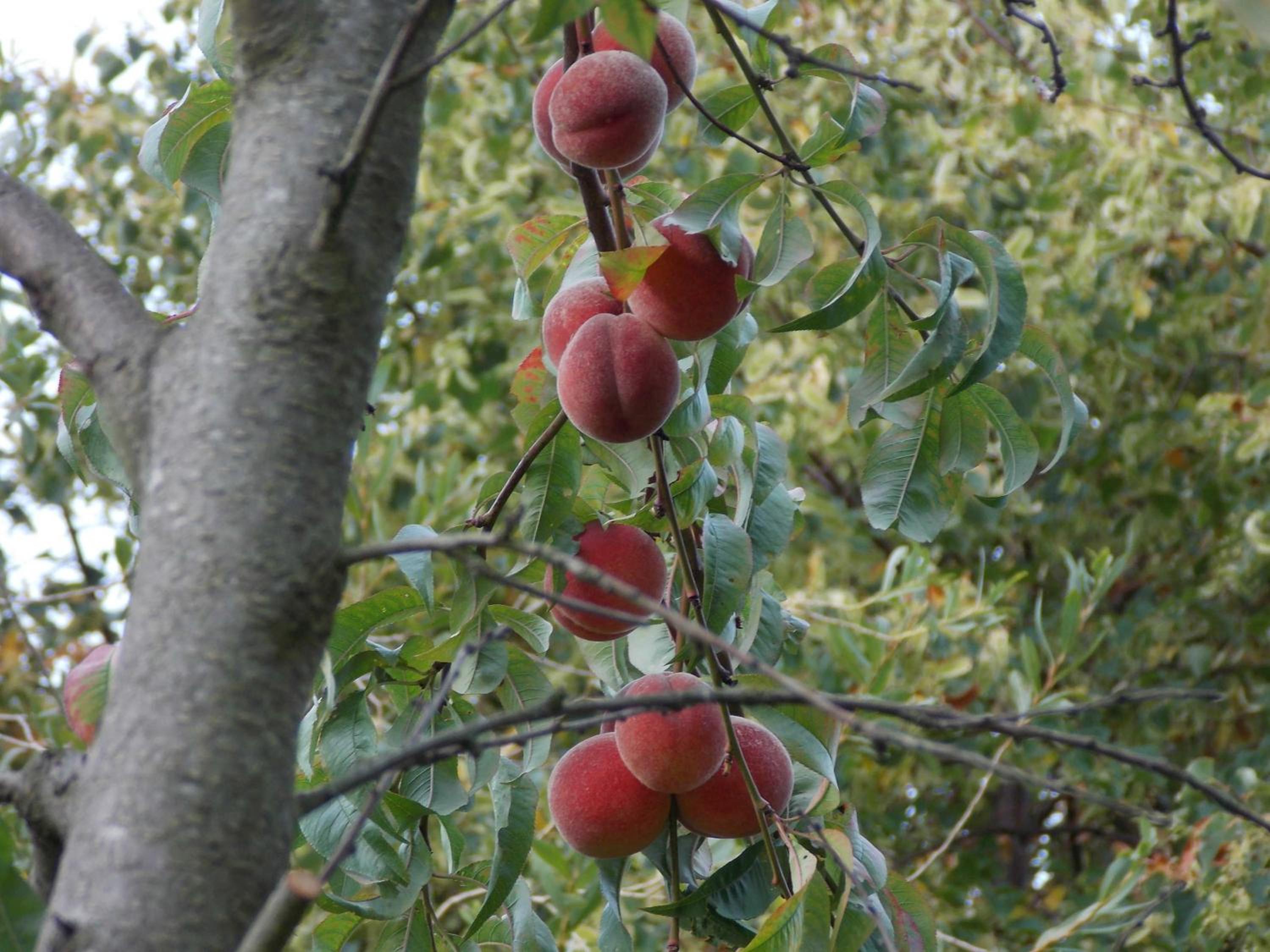 Ferienwohnung Mohnblume