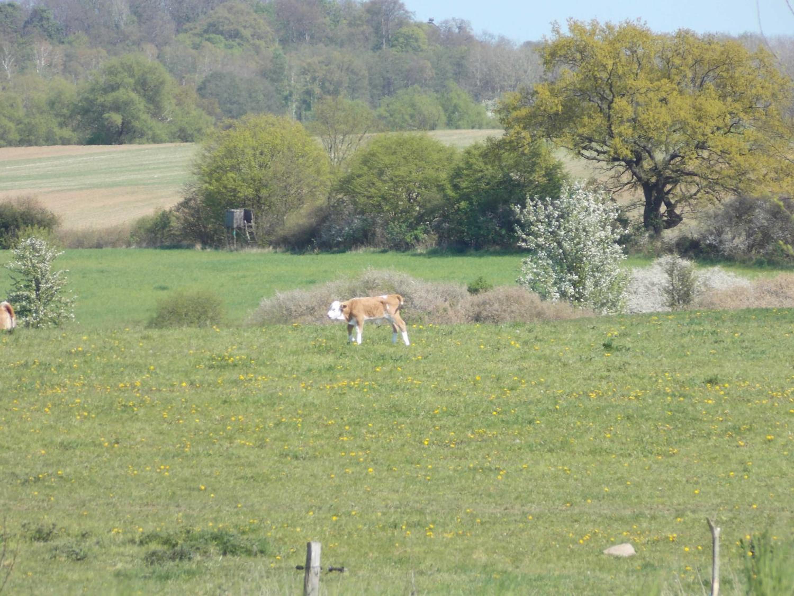 Ferienwohnung Mohnblume