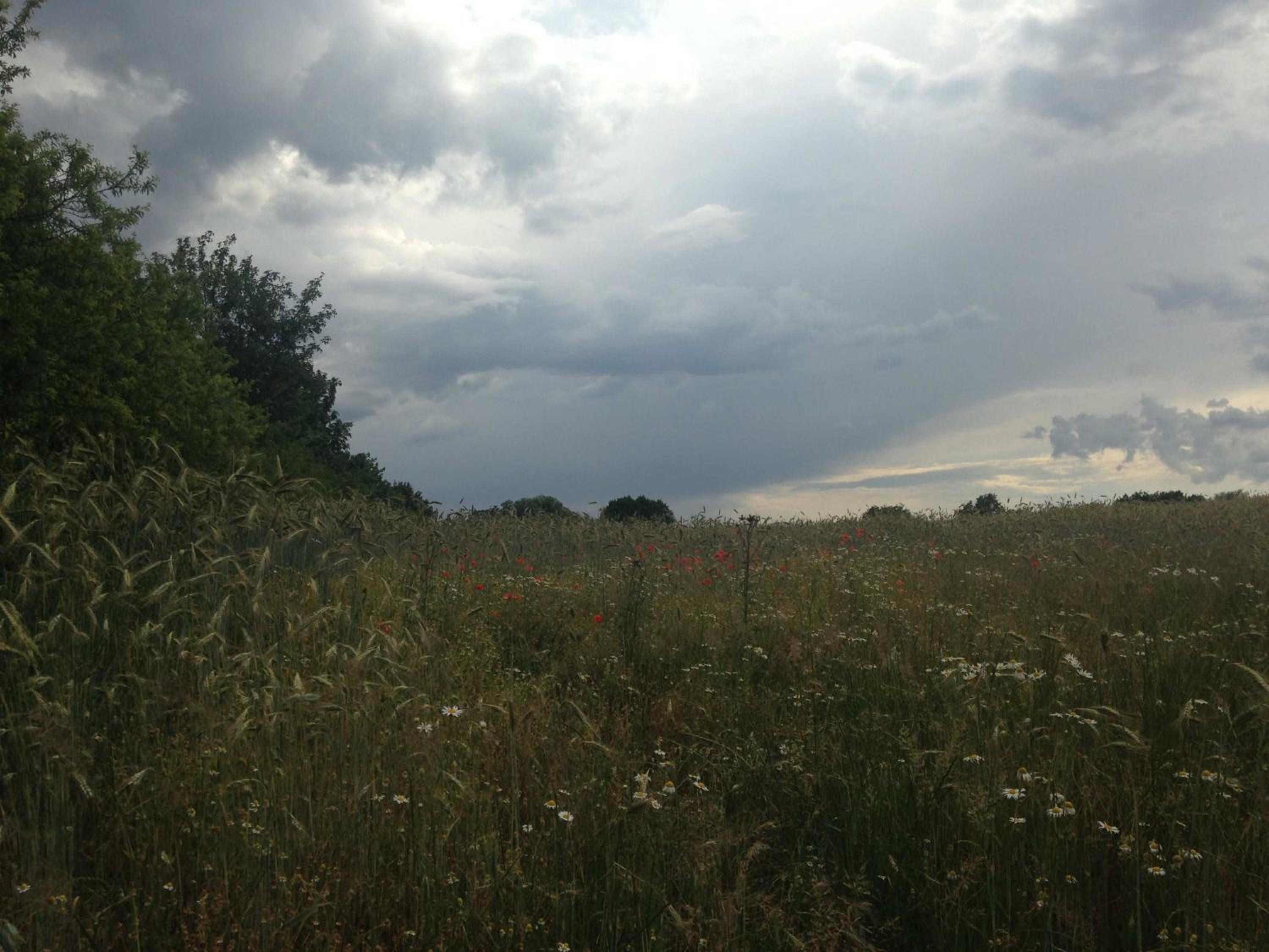 Ferienwohnung Mohnblume