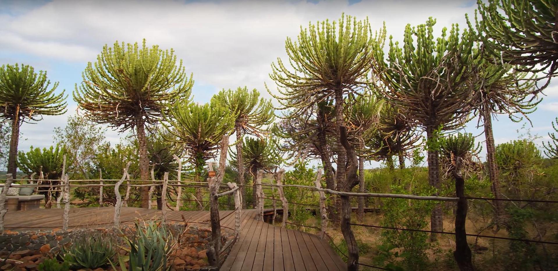 Euphorbia Mashatu