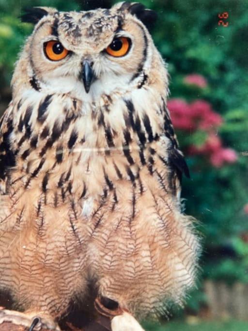 Owlhoot Annexe