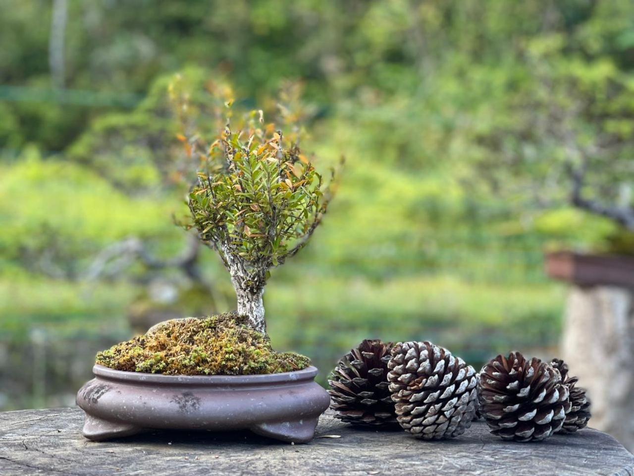 Bonsai Villa @ Mesilou 盆栽小苑 view 4