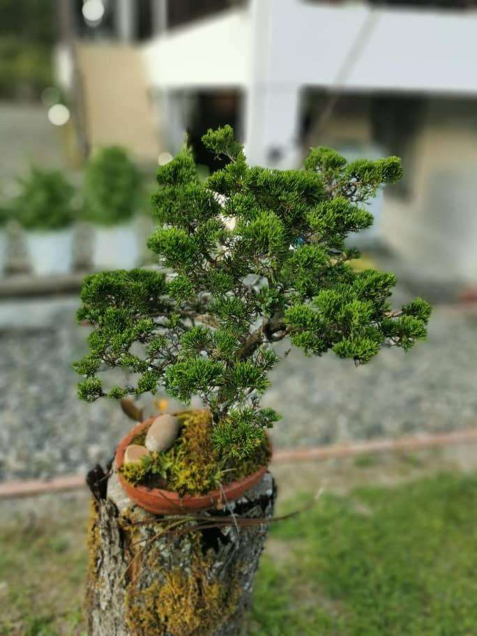 Bonsai Villa @ Mesilou 盆栽小苑 view 5