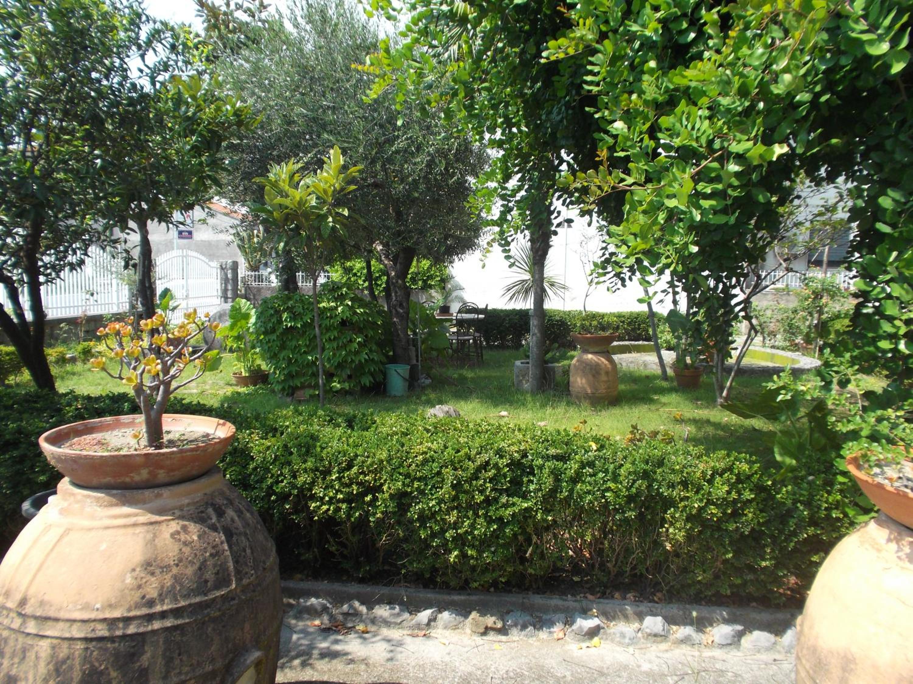 Il nespolo
