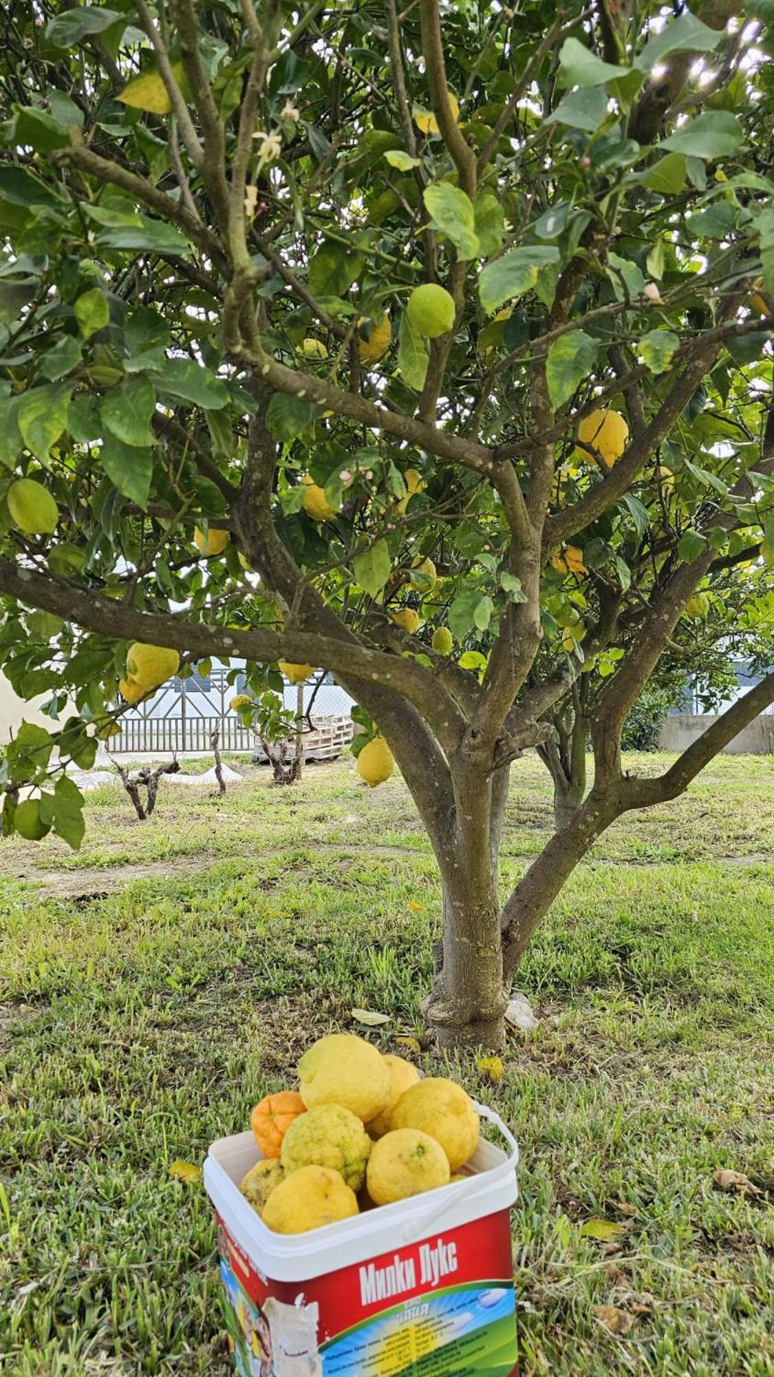 Photo 45