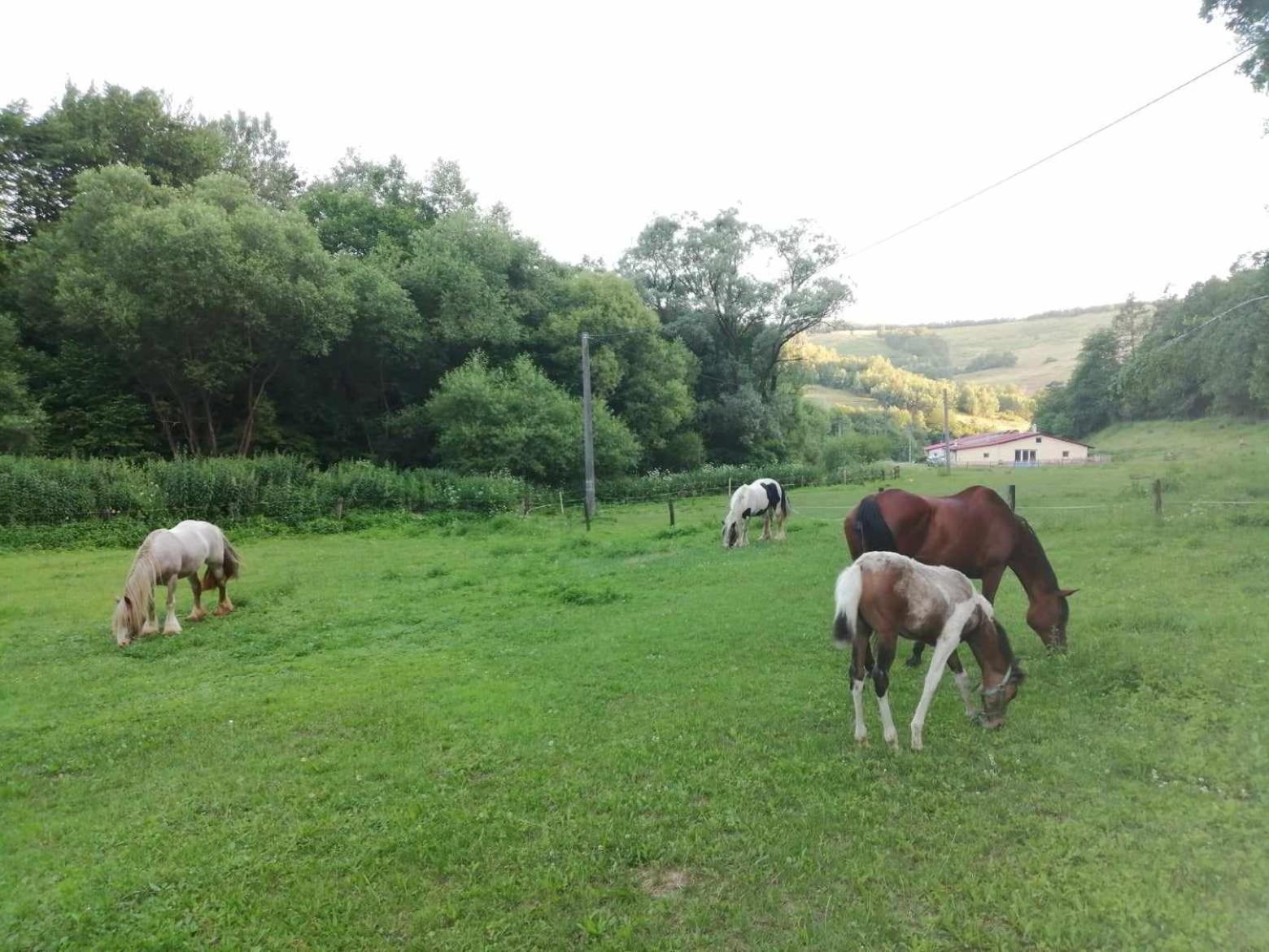Oddychový pobyt na rodinnej farme view 3