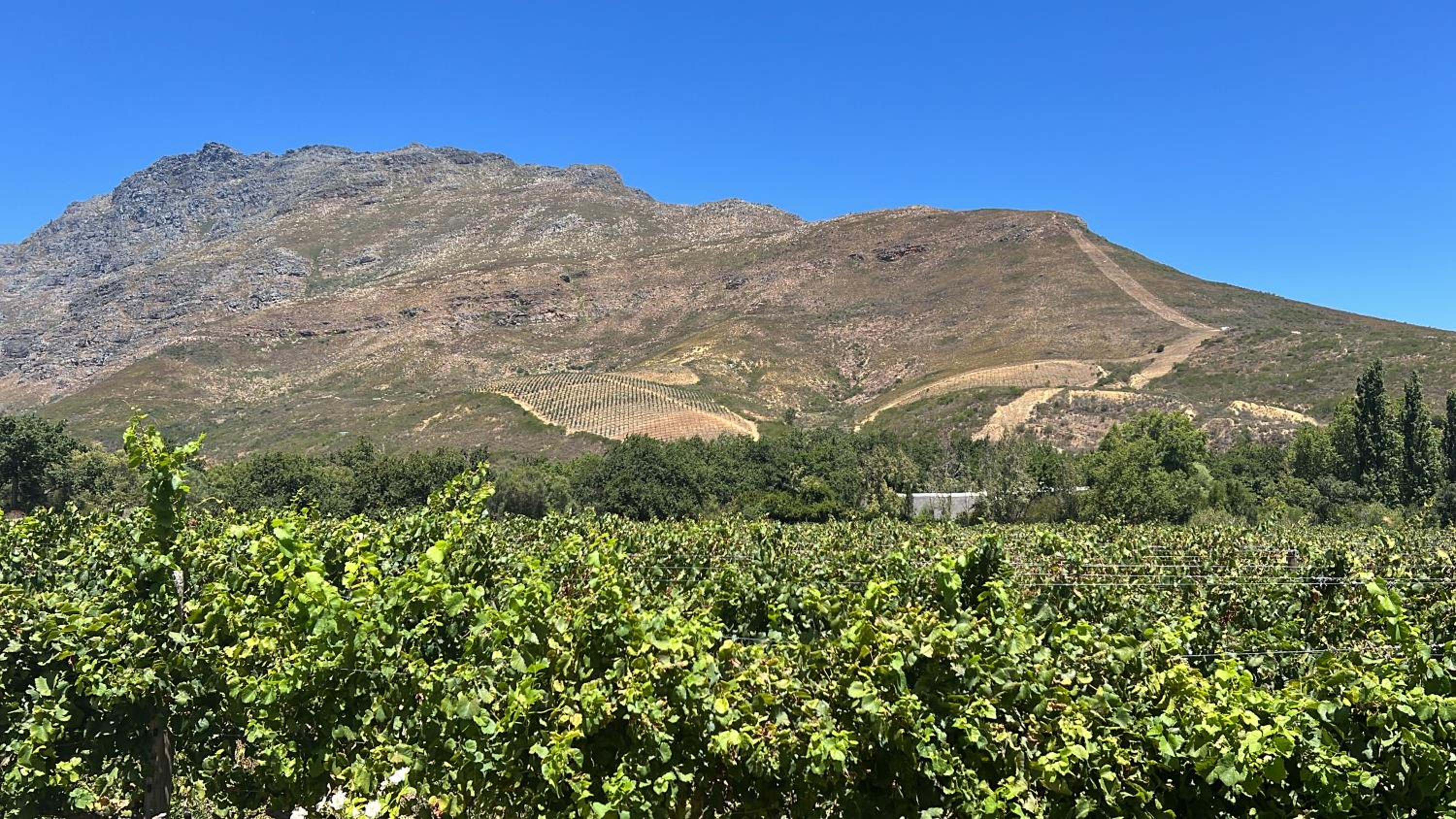 Cute one bedroom garden cottage - Wonderful views, Vineyard access, tranquil garden