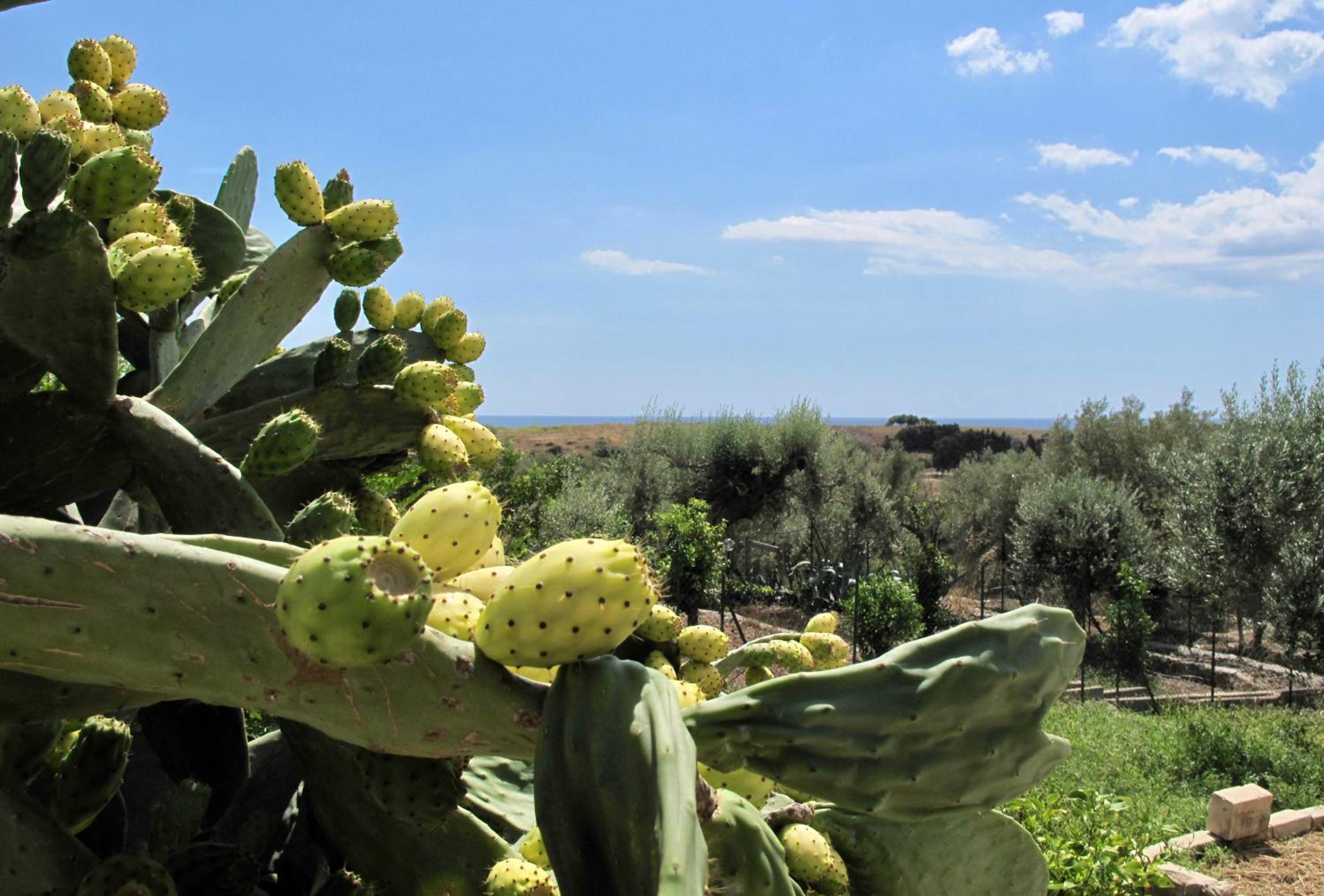 CALVO-birri sul mare -Noto Casa Vacanze Sul Mare photo 4