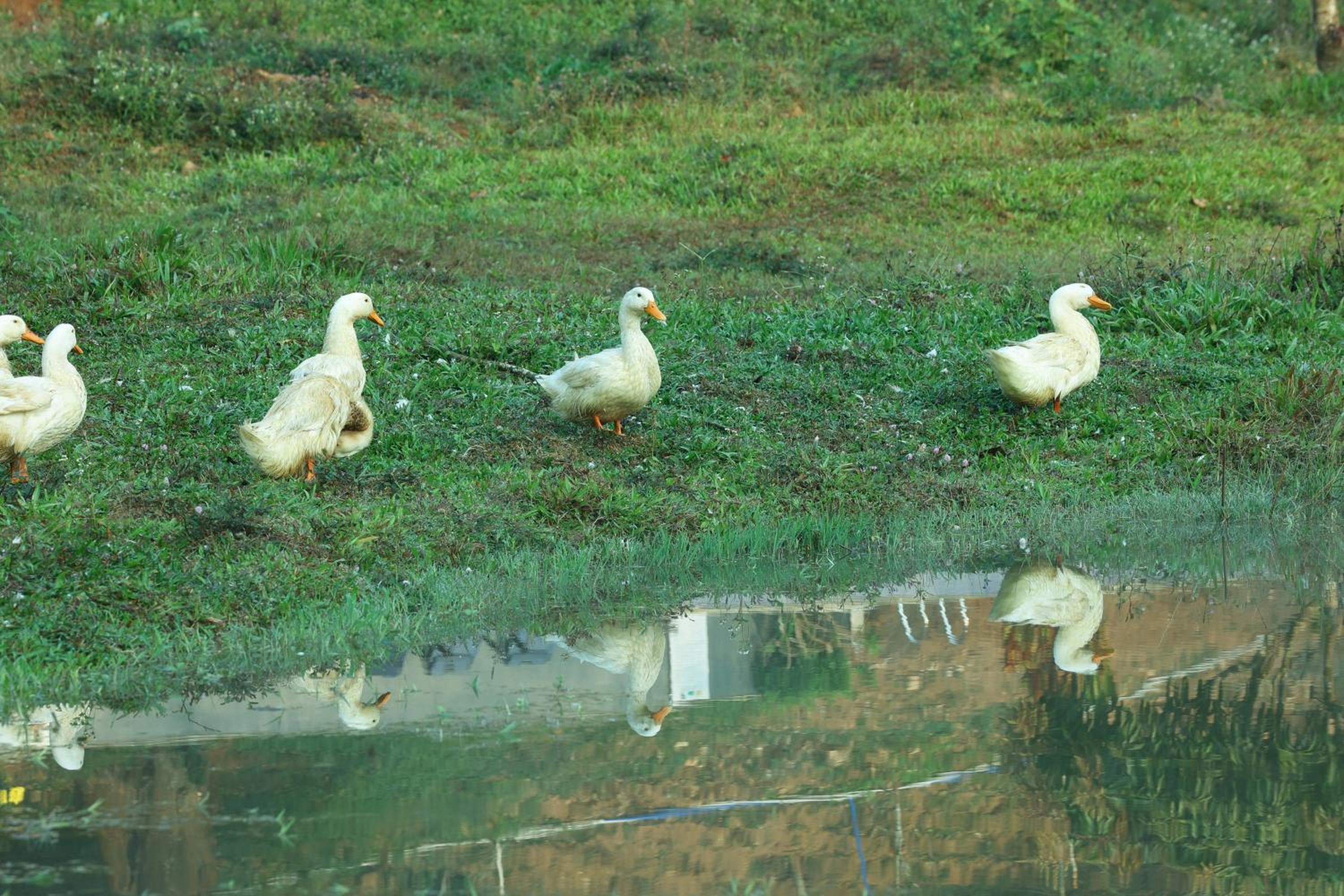 Three Hills Resort & Spa, Coorg