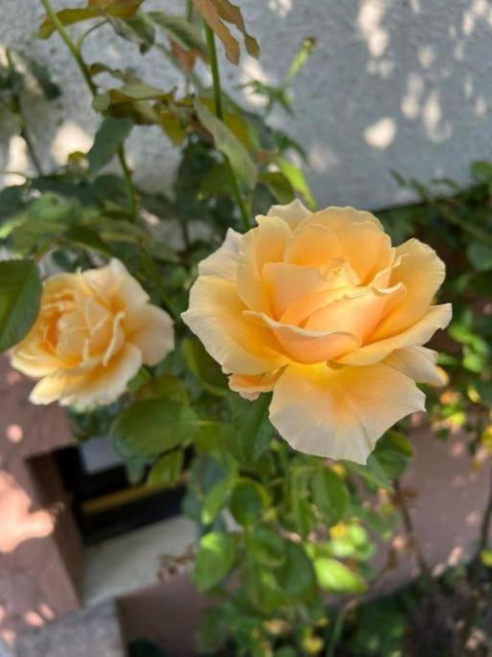 La Maison des Roses