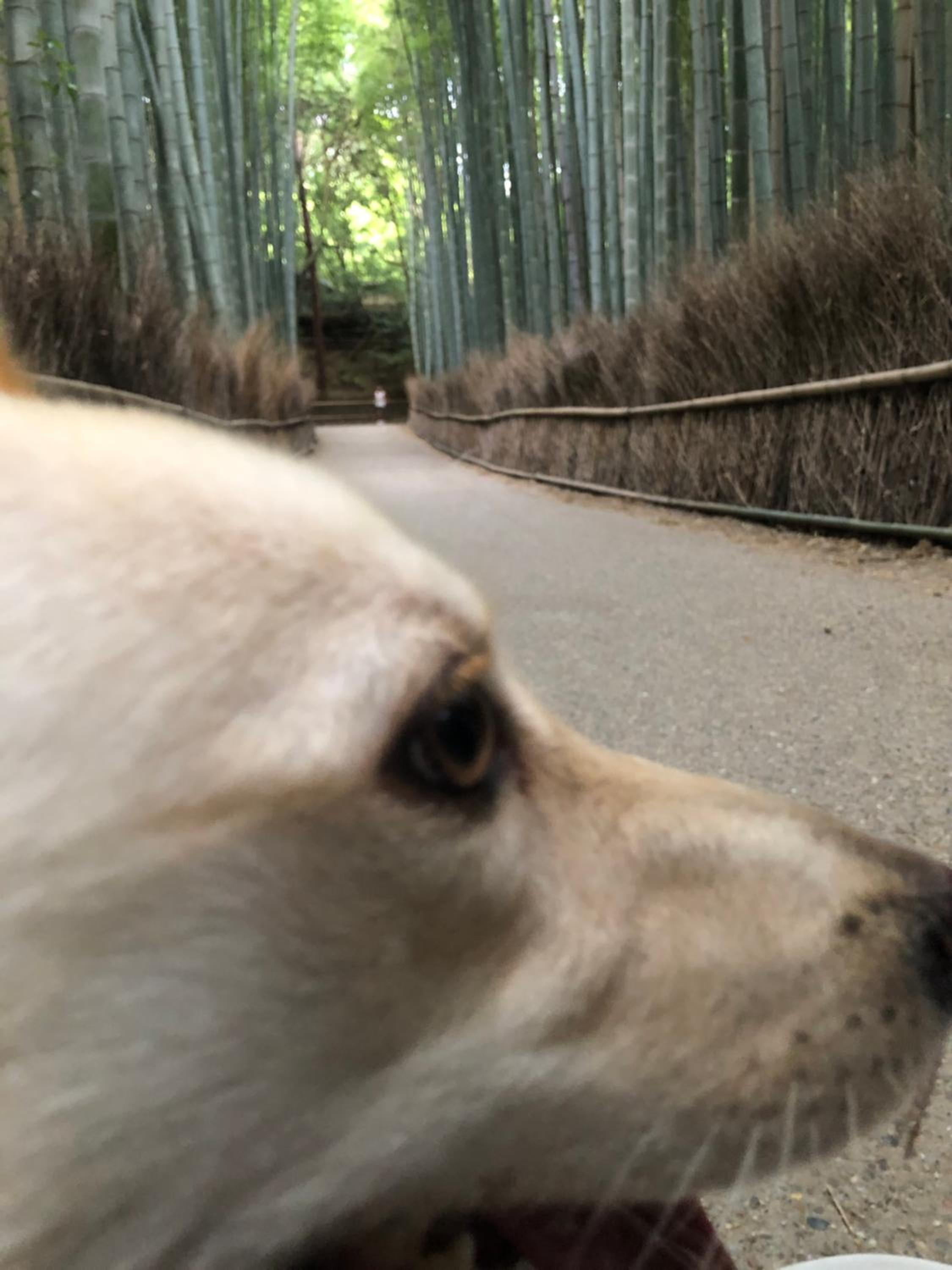 tsubame-ya