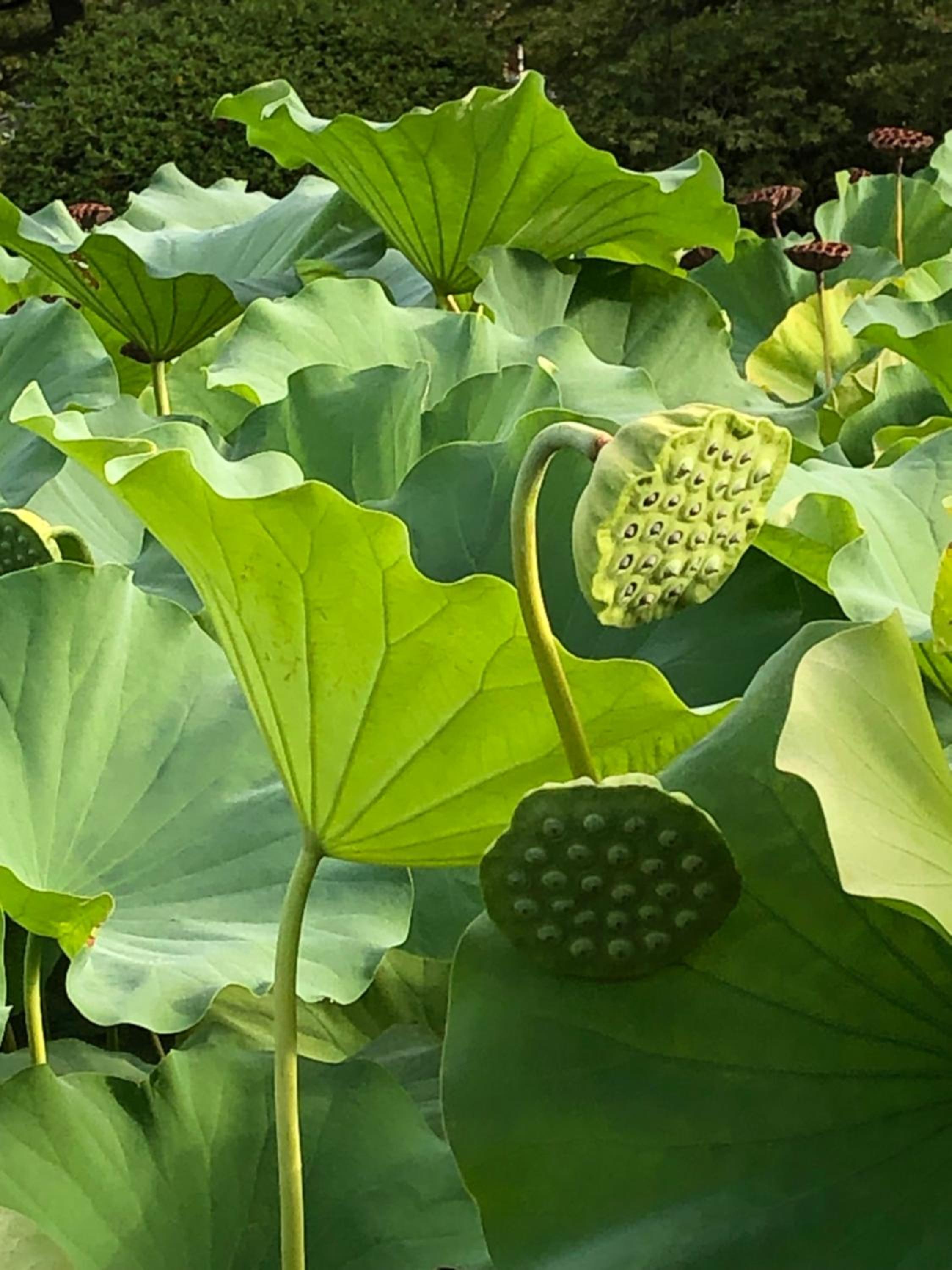 tsubame-ya