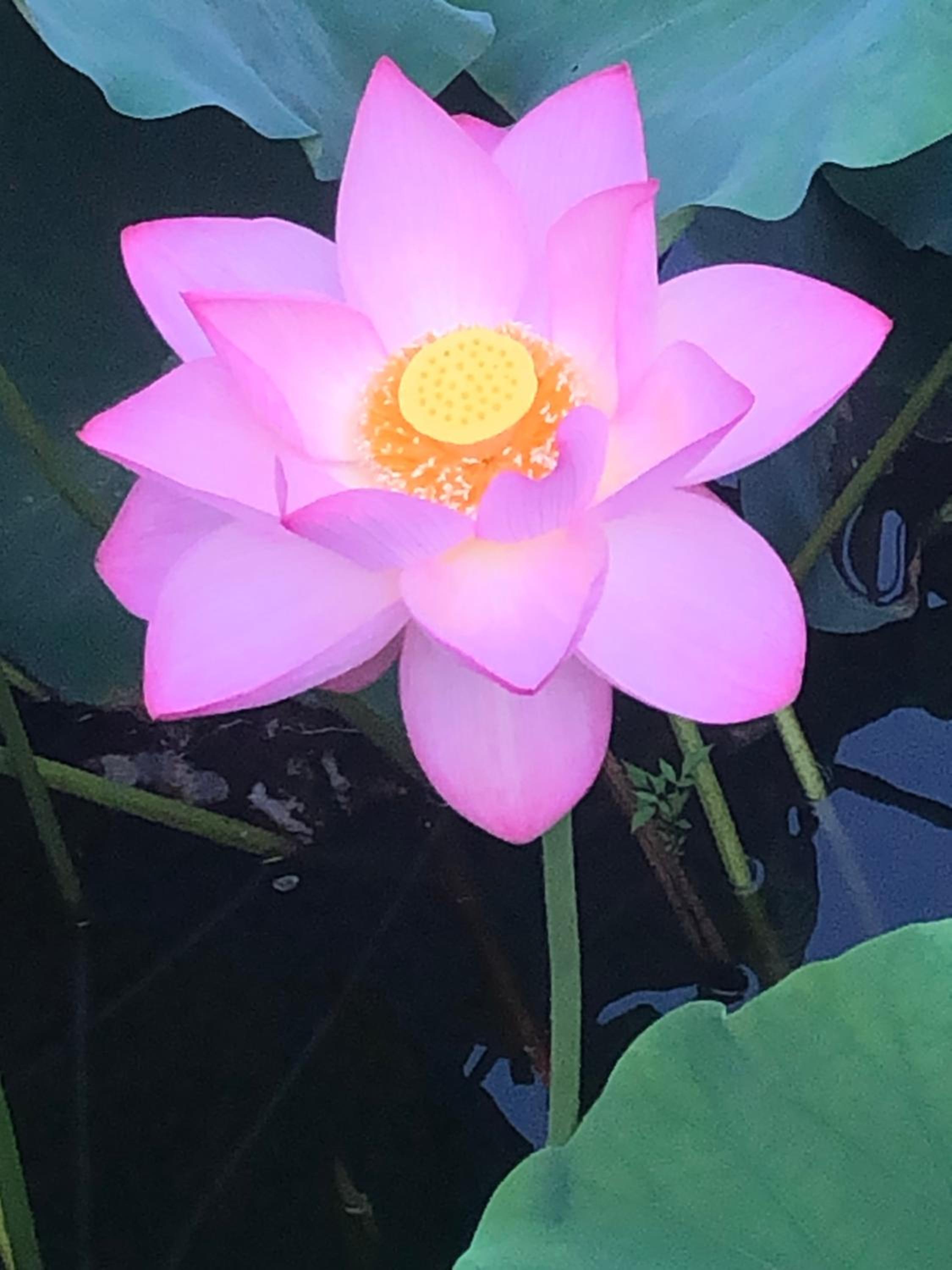 tsubame-ya