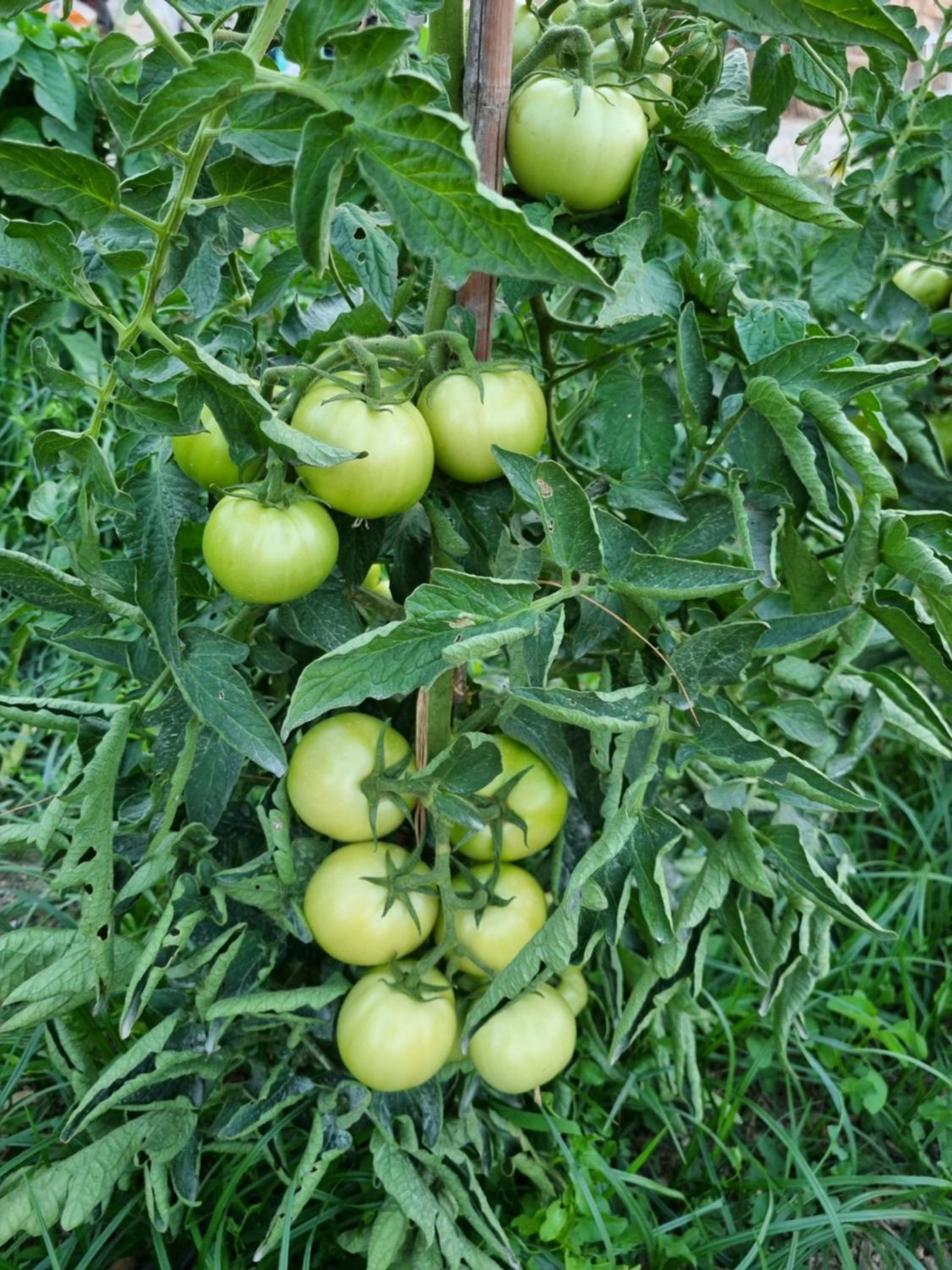 Photo 47