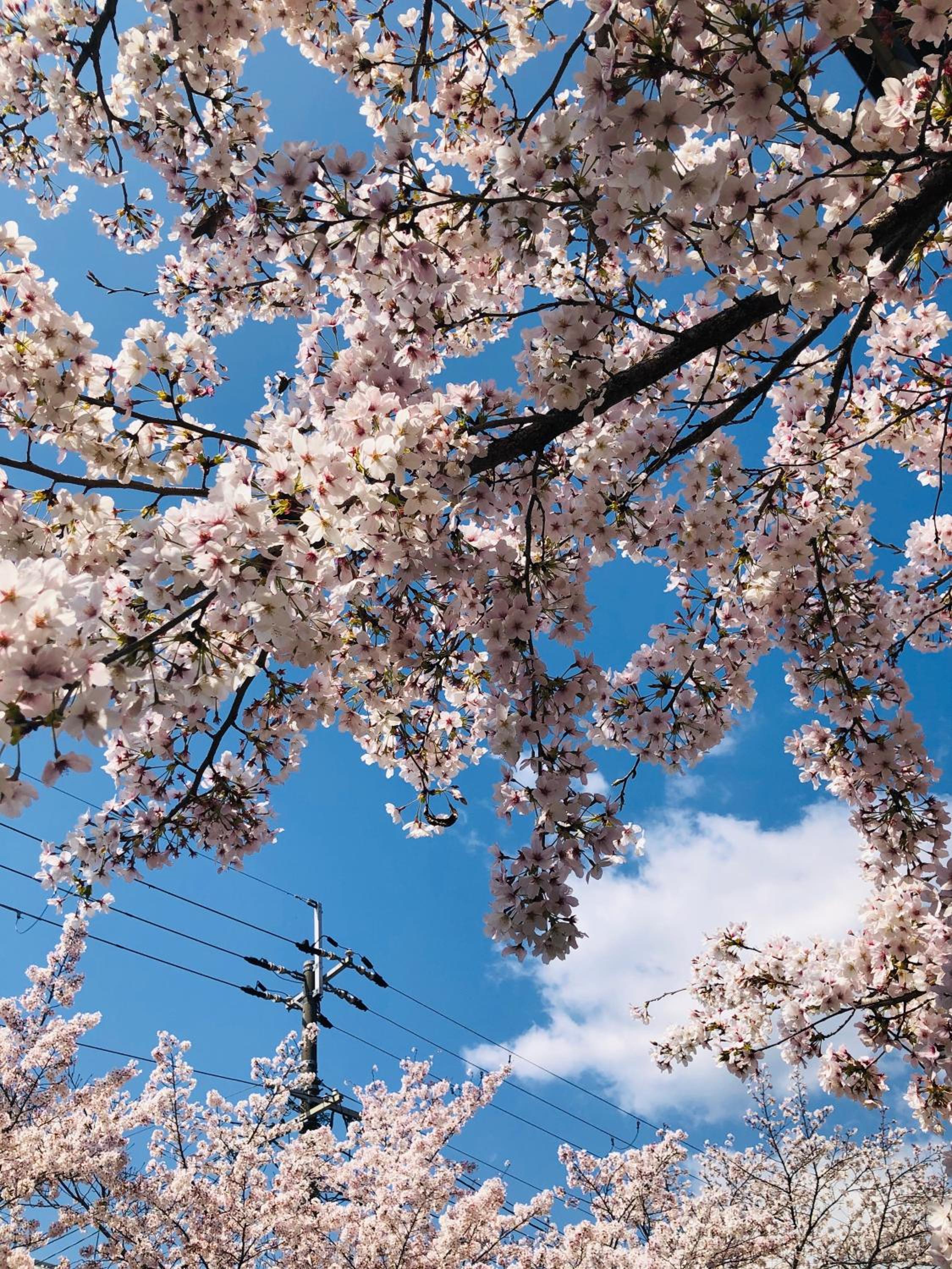 tsubame-ya