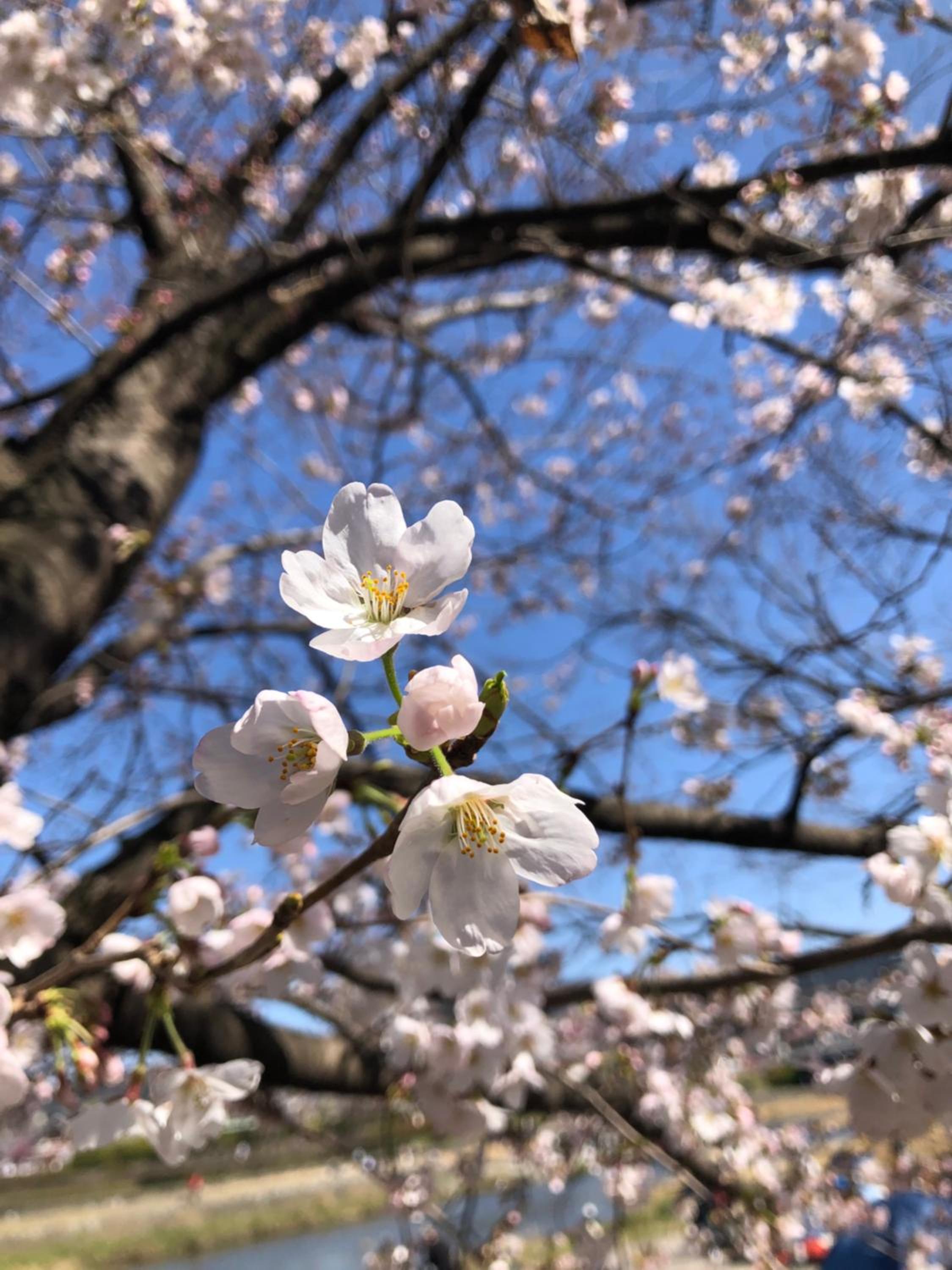 tsubame-ya