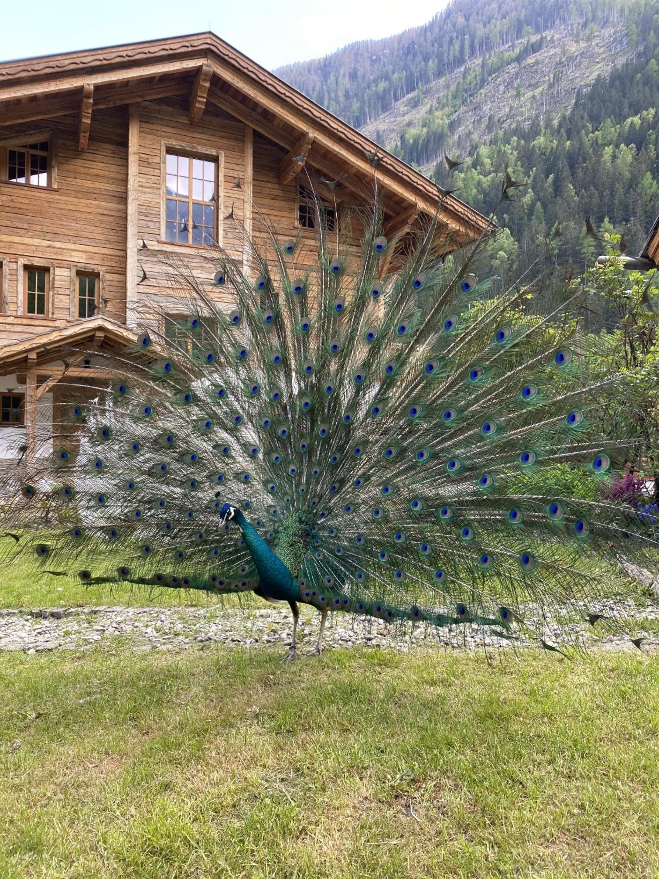 Grand Chalet