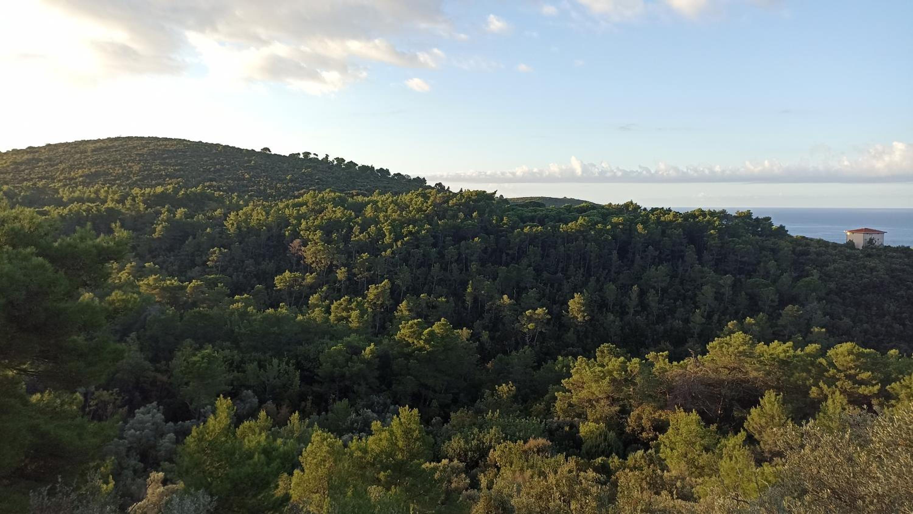 MONGOOSE view 4
