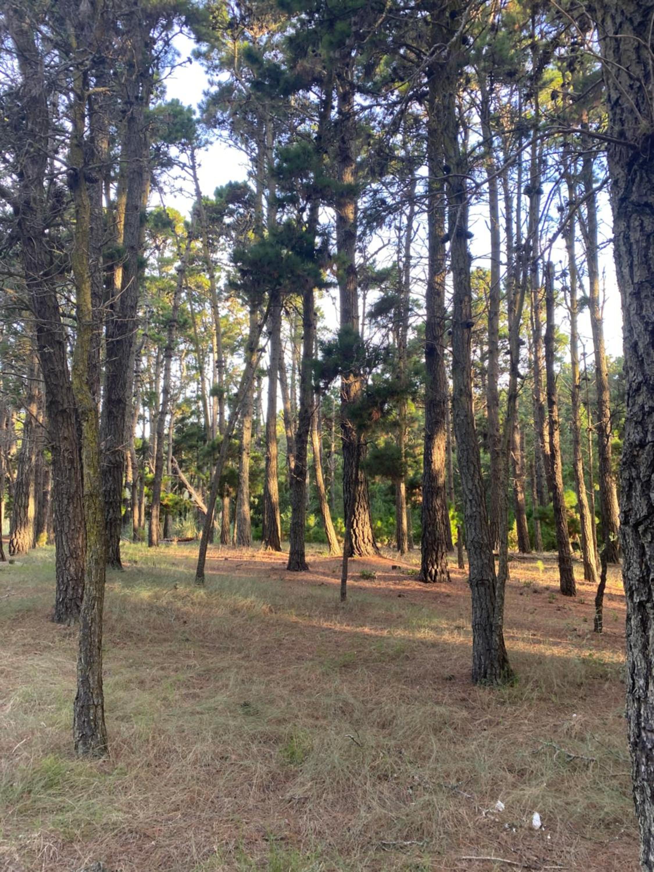 Bosque Libertad Loft