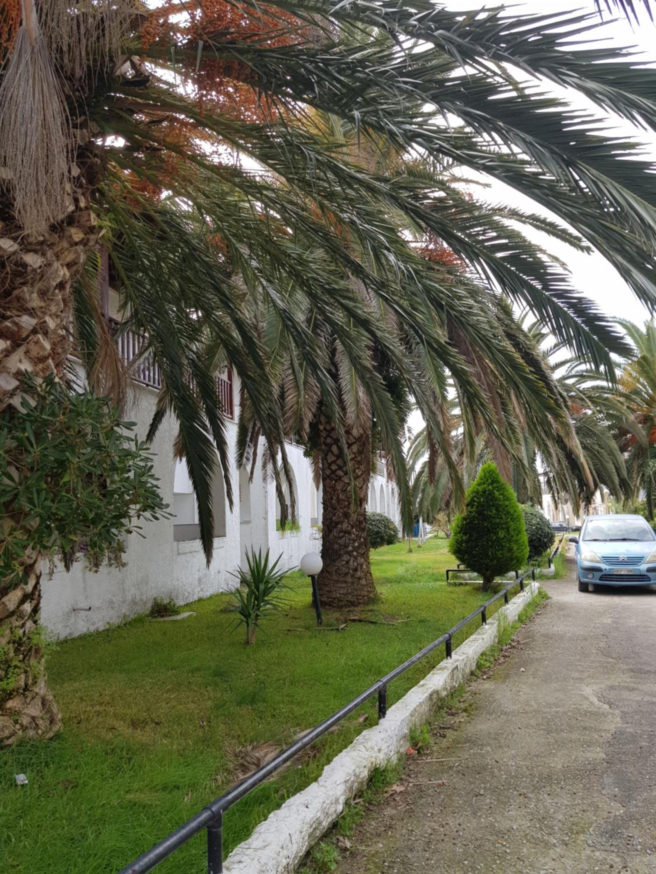 Theodora's Apartment in Palm Trees Garden