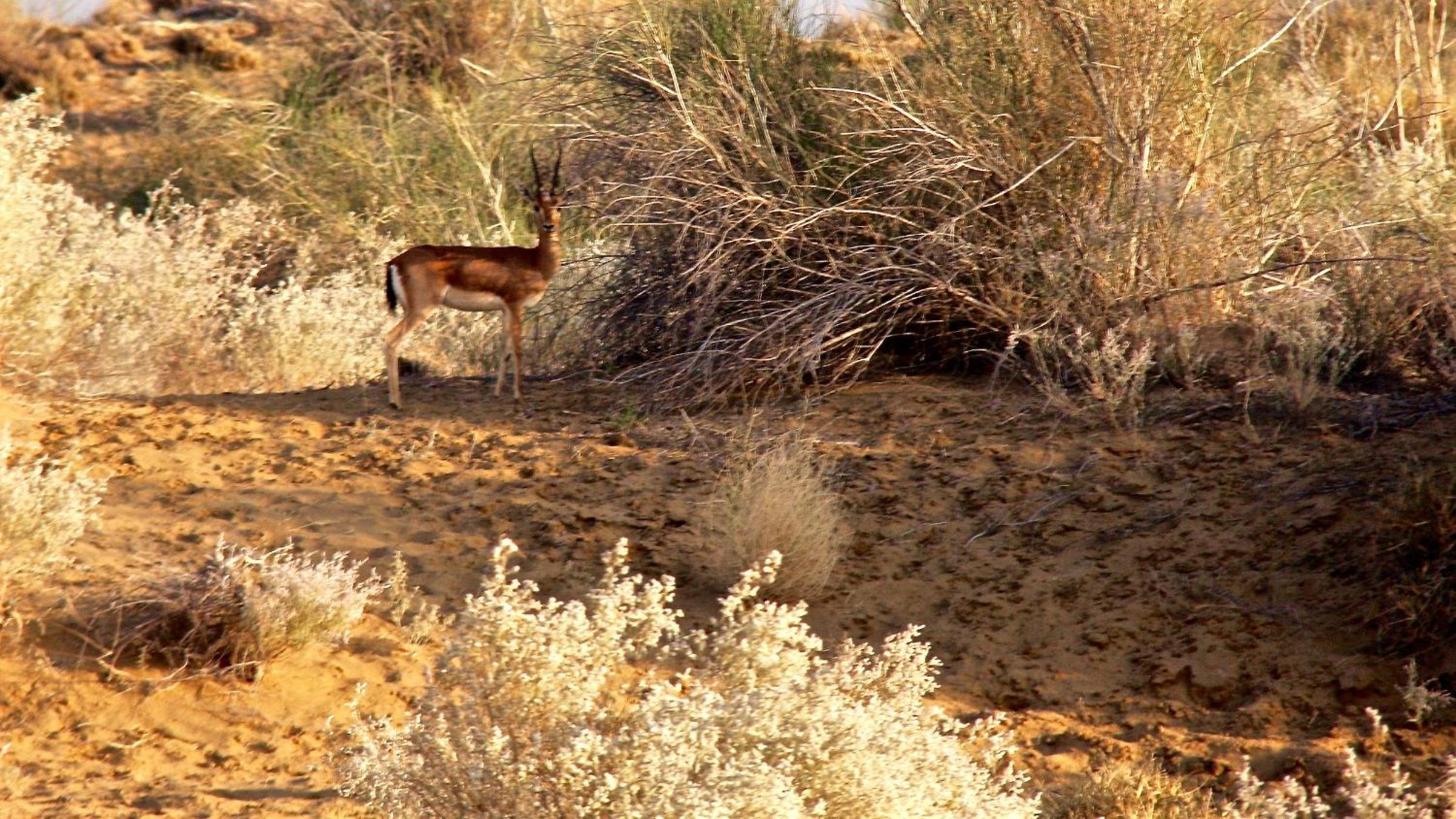 Damodra Desert Camp
