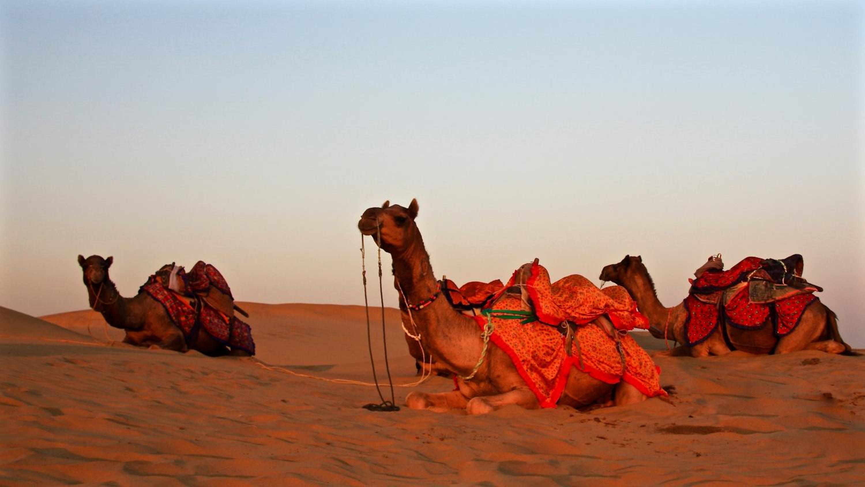 Damodra Desert Camp