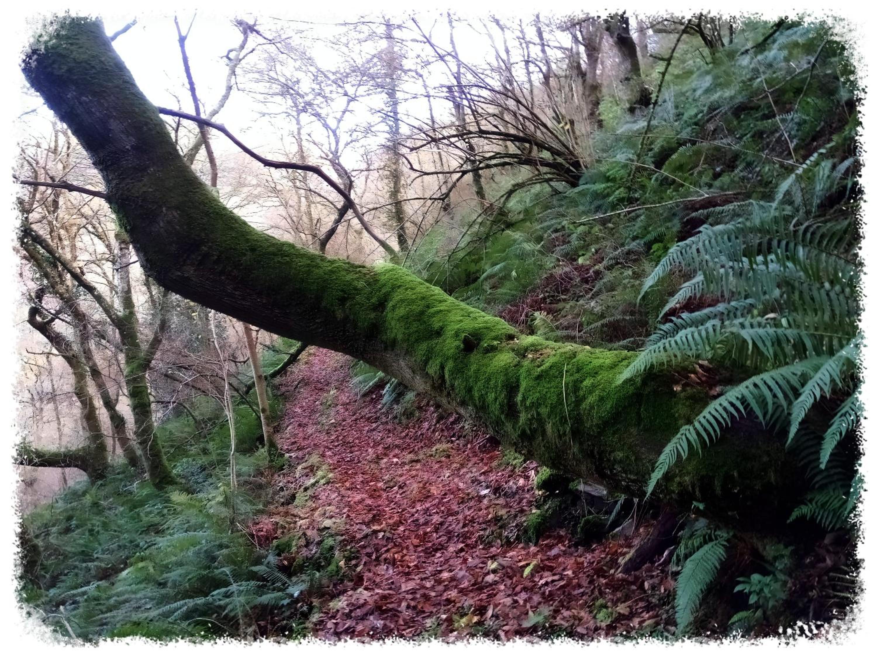 Casa Rural Lar de Sanxes - Property Image 15