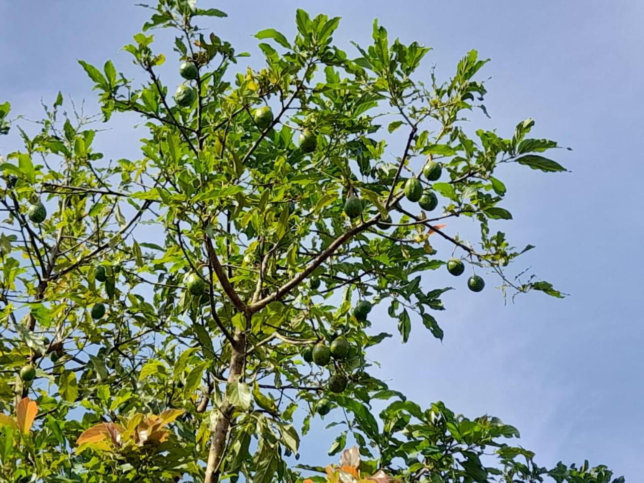 Finca Del Cielo