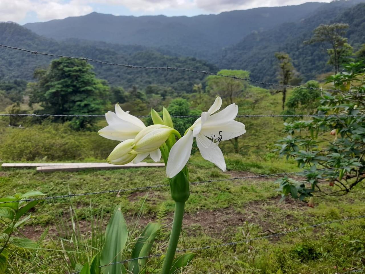 Finca Del Cielo