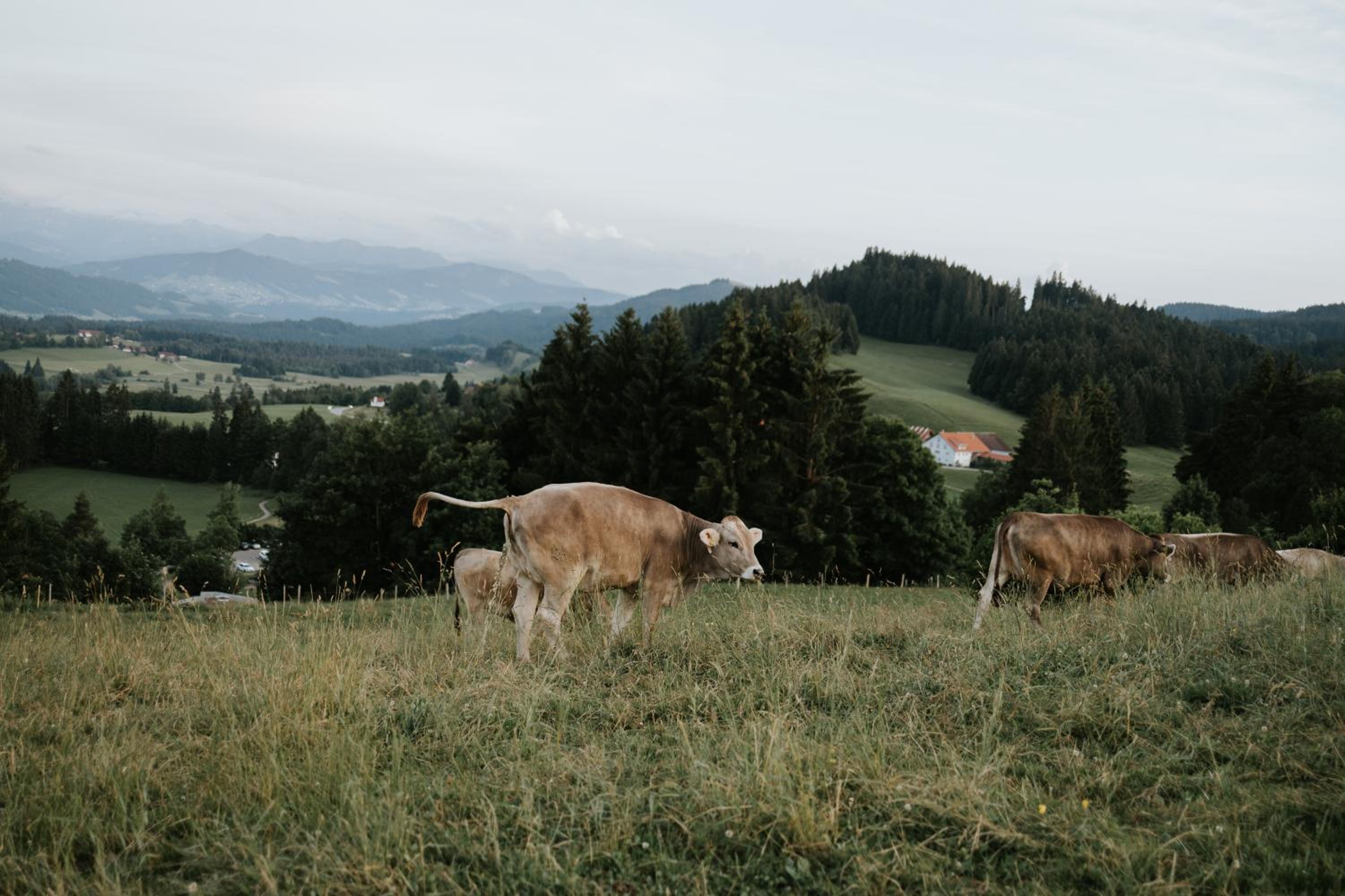 HEIMATEL - Ferienappartements Hochberg