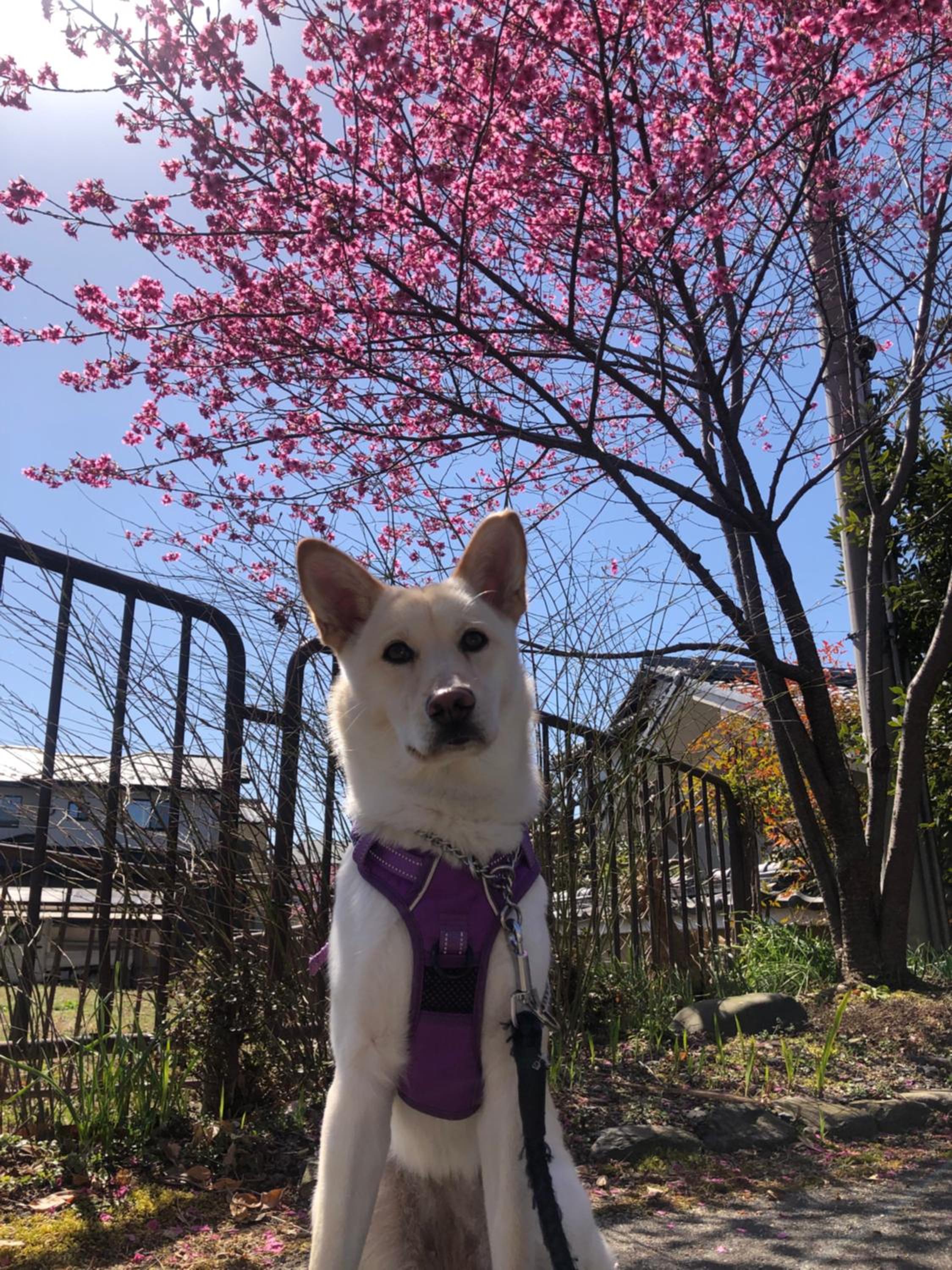 tsubame-ya