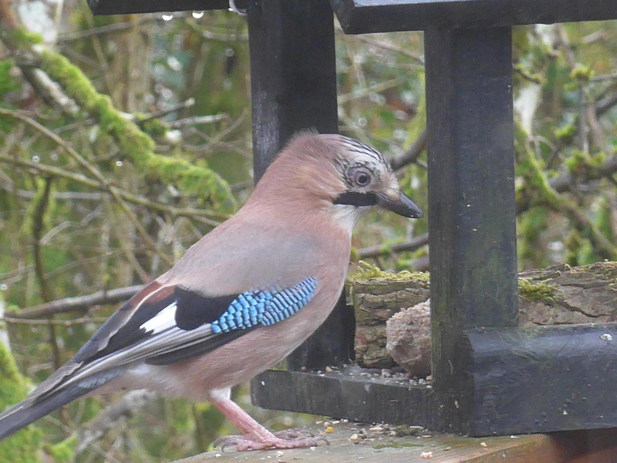 Woodhouse Durbuy nr. 141