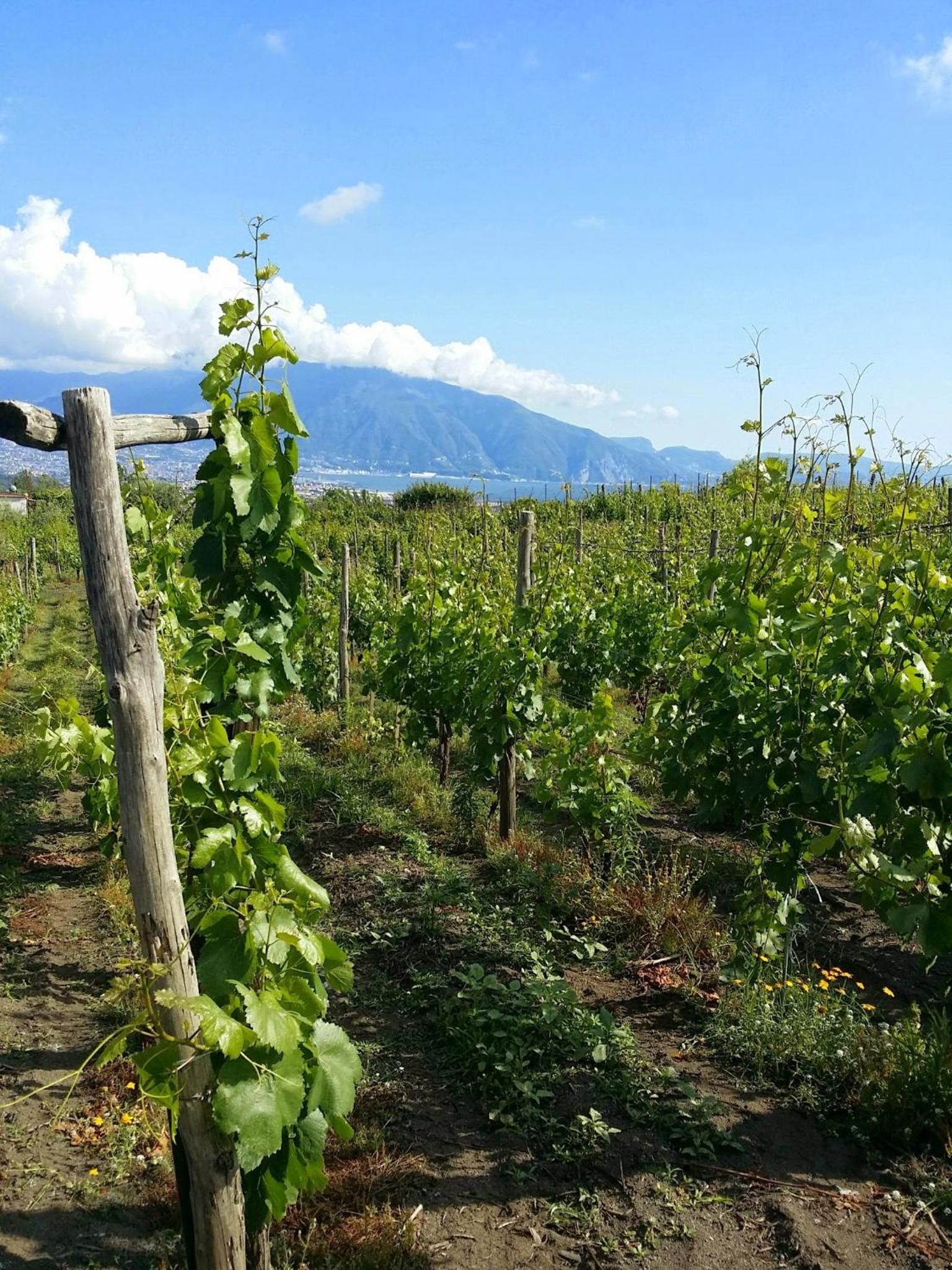 Vesuvio Inn Guest House e Wine Experience