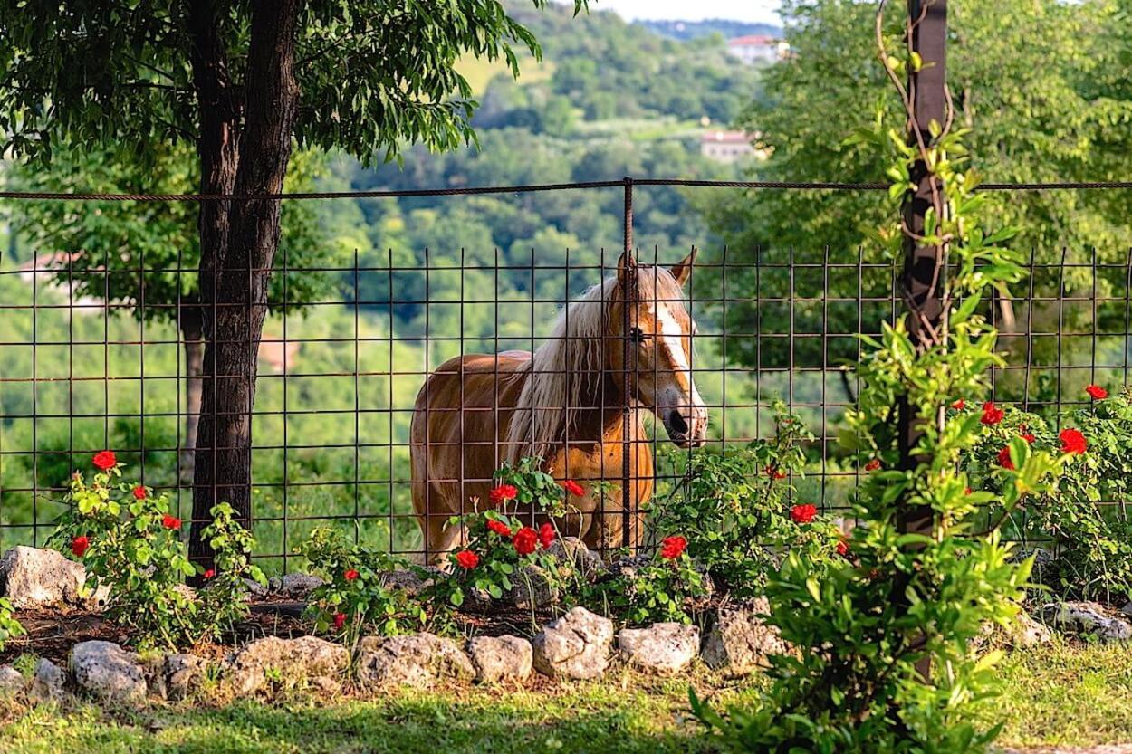 Agriturismo il Porcellino