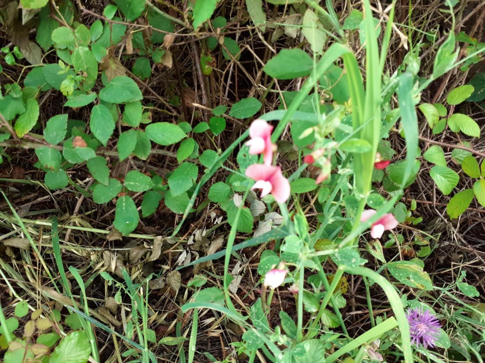 Photo 34