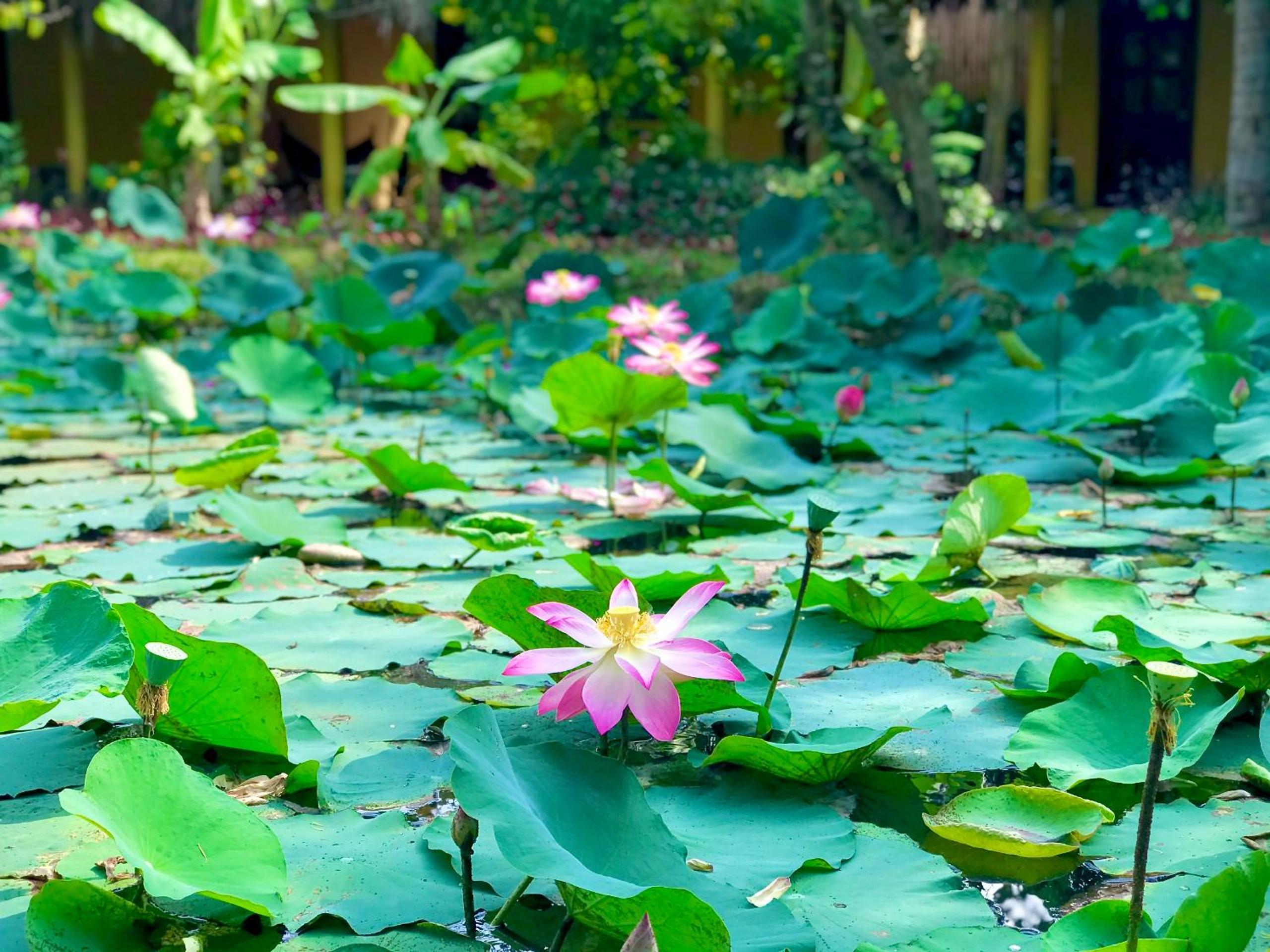 Mango Home Riverside Eco - Resort