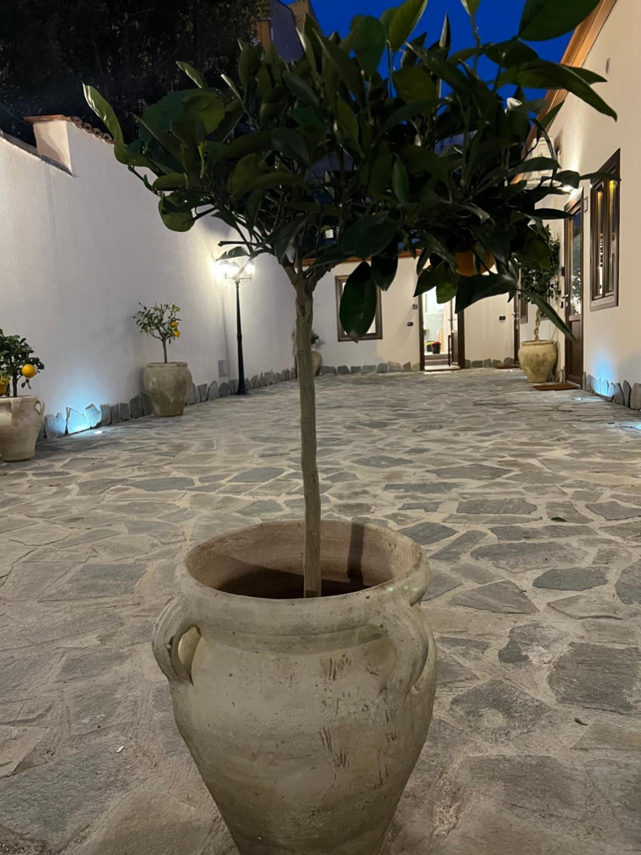 Cedros