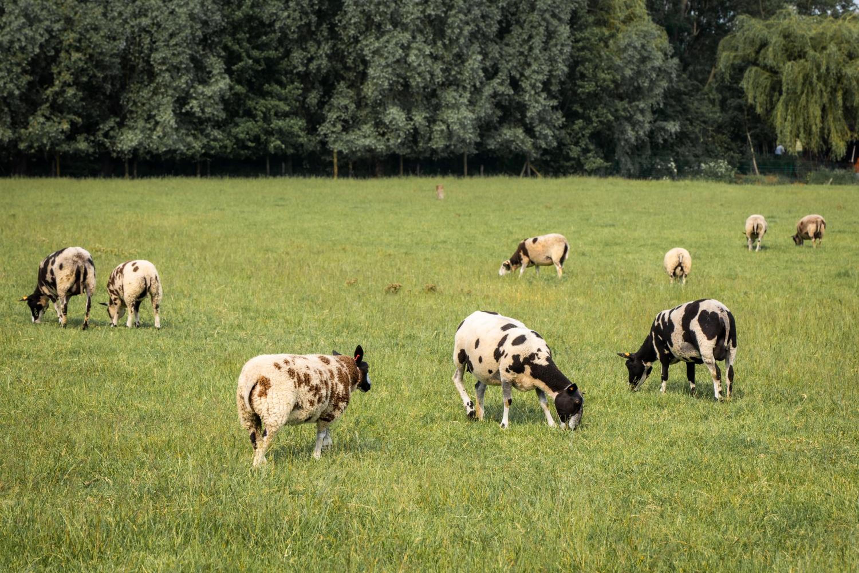 De Kaleihoeve