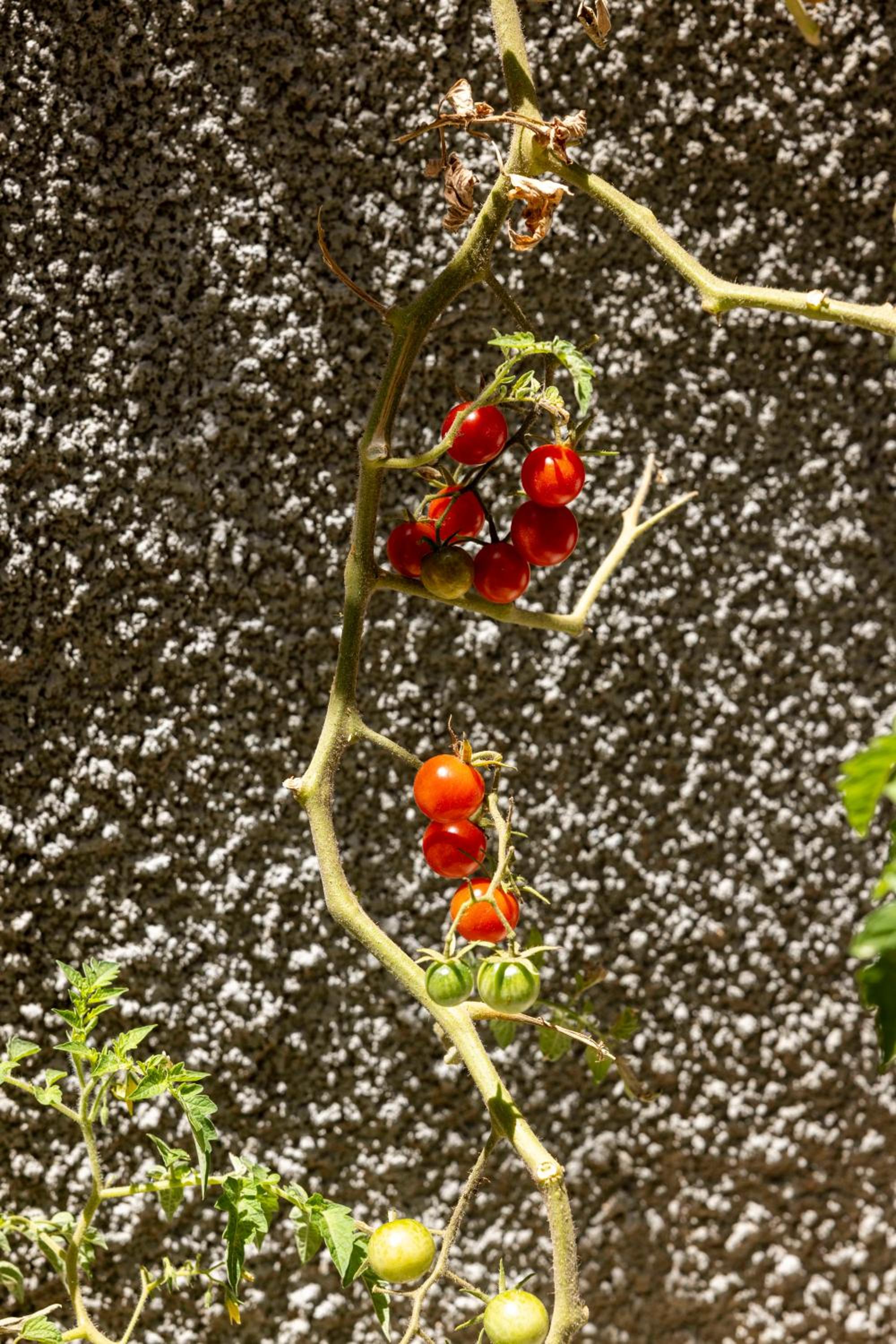 Photo 44