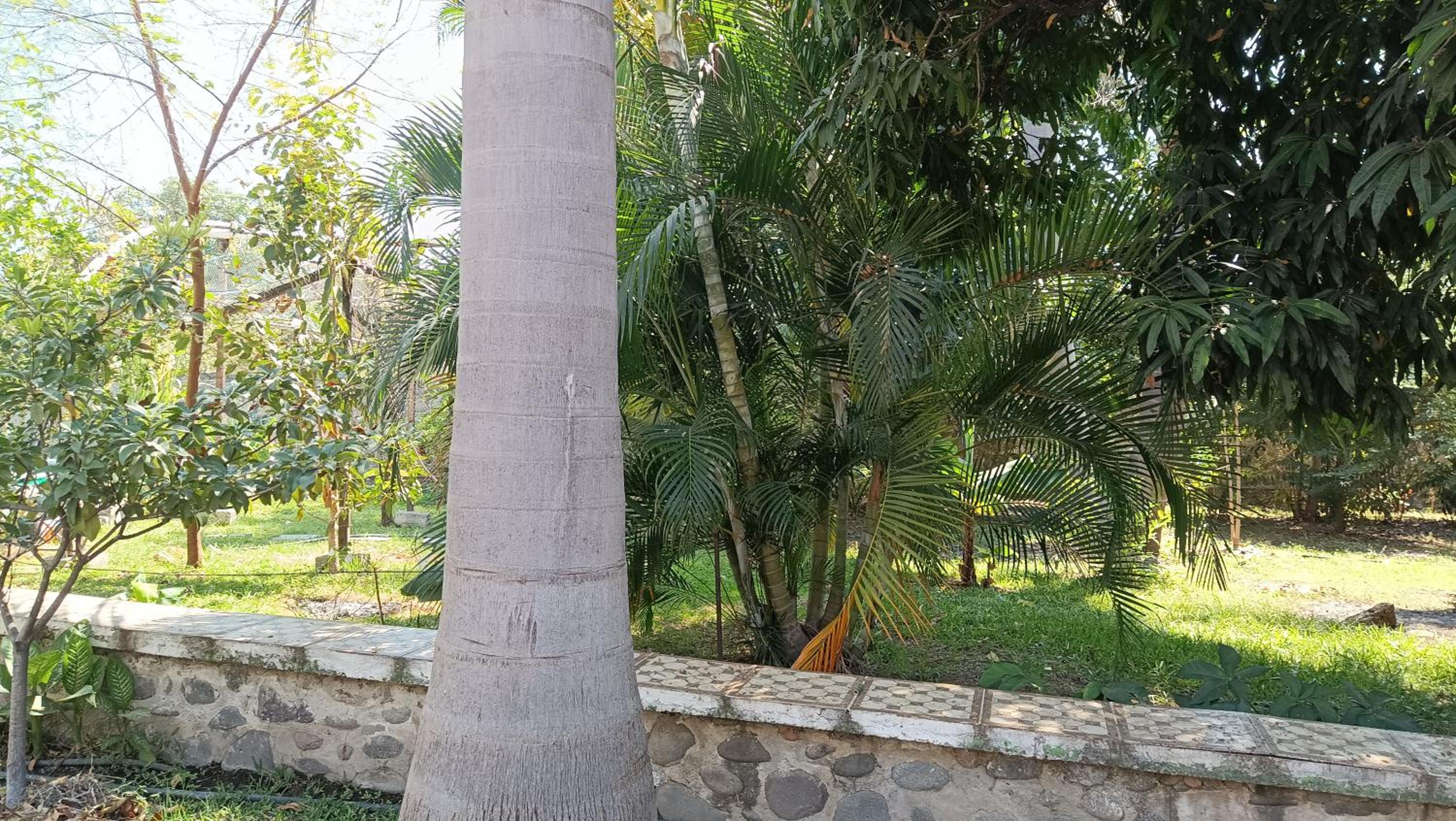 Casa la jungla