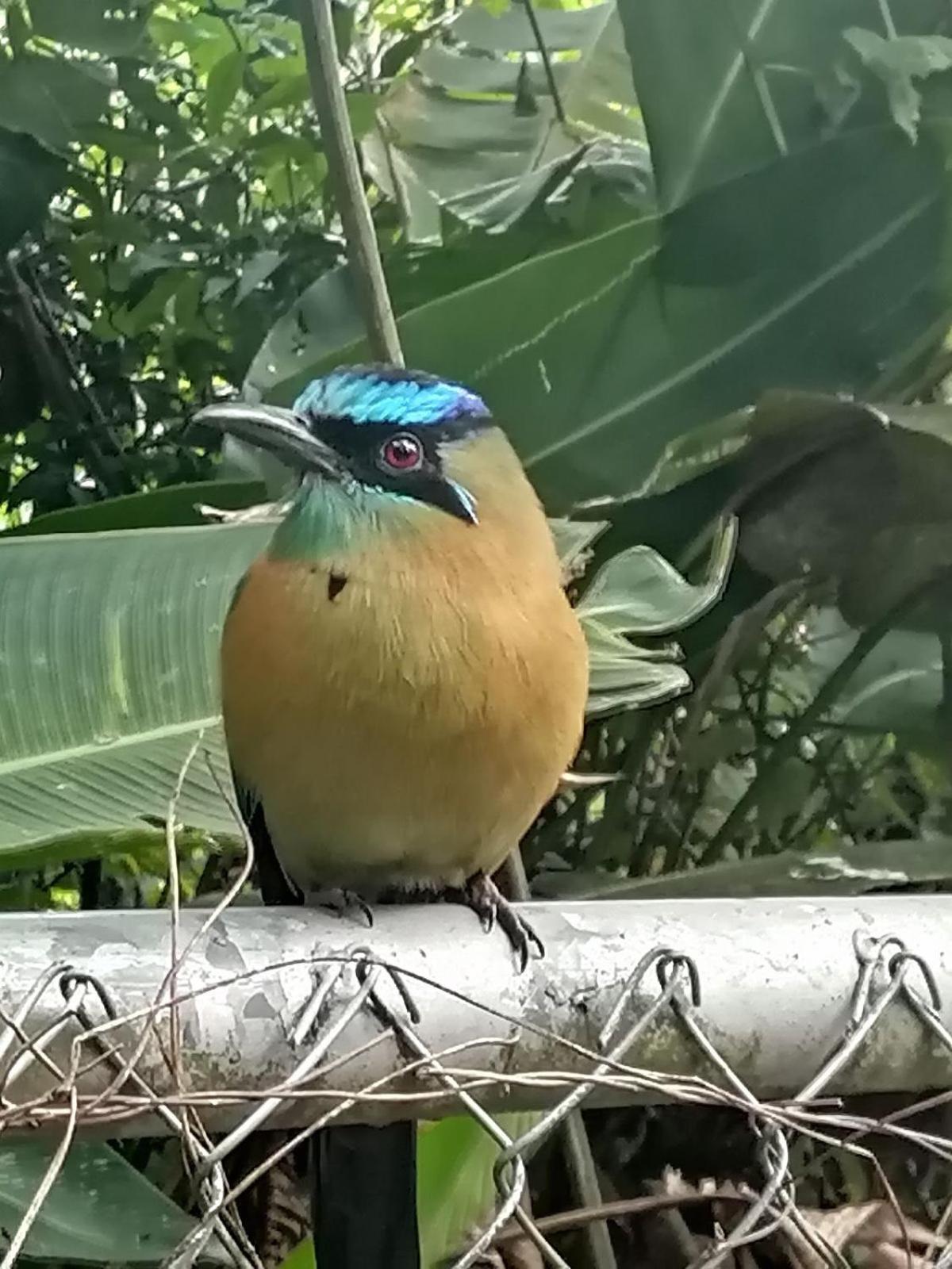 Casa Colibrí, Monteverde
