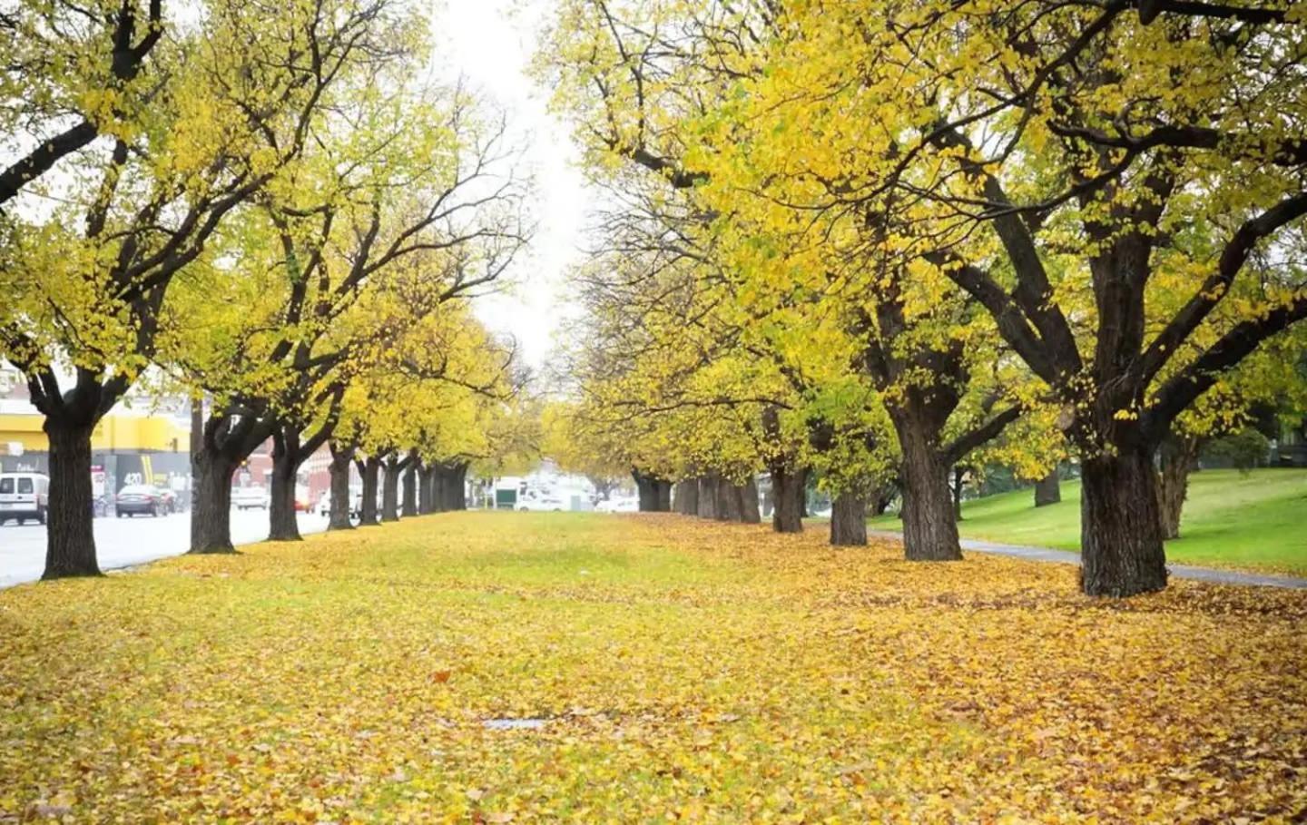 A Comfy & Cozy Apt in Clifton Hill FREE Parking